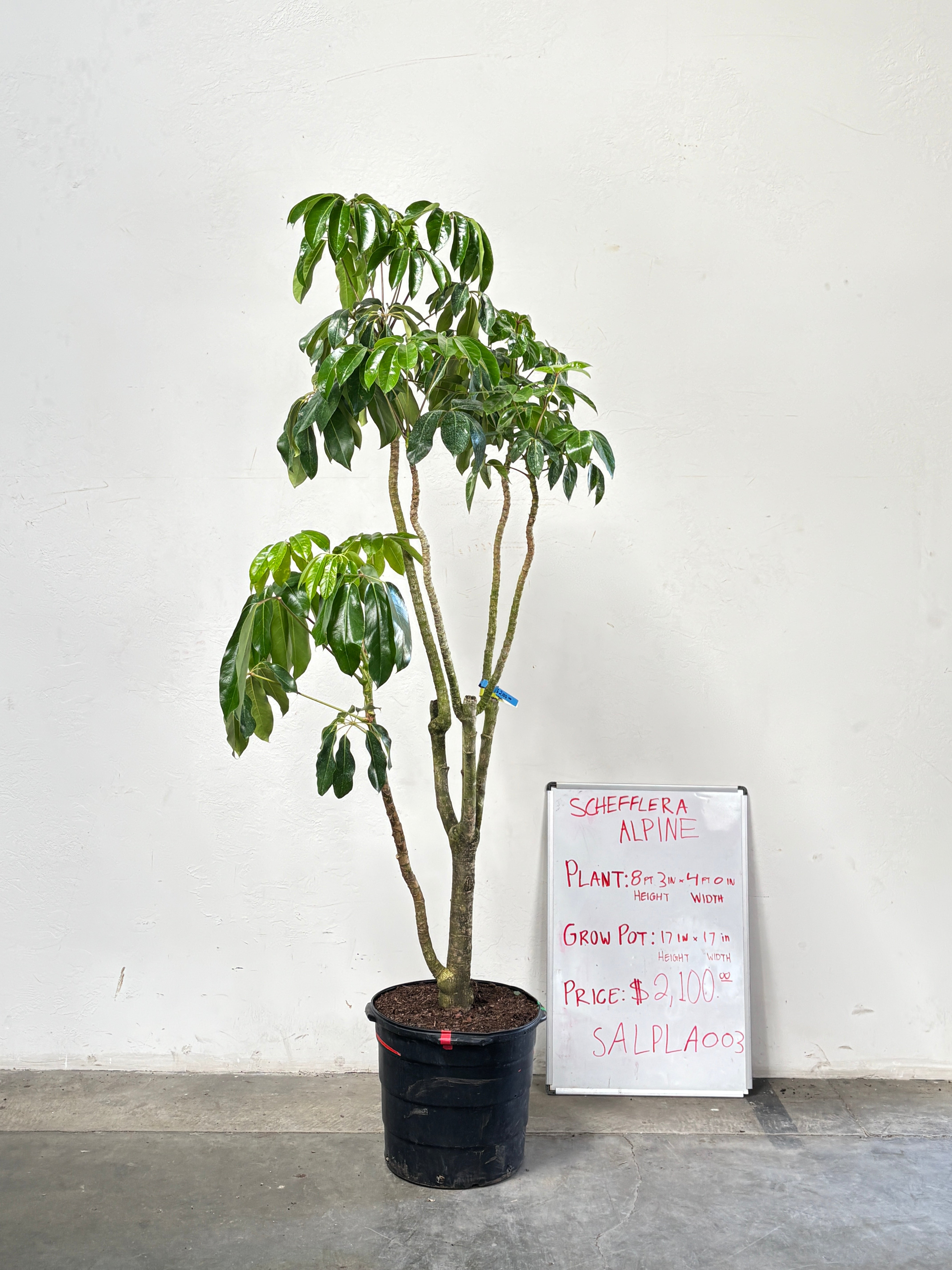 Schefflera Alpina SALPLA003