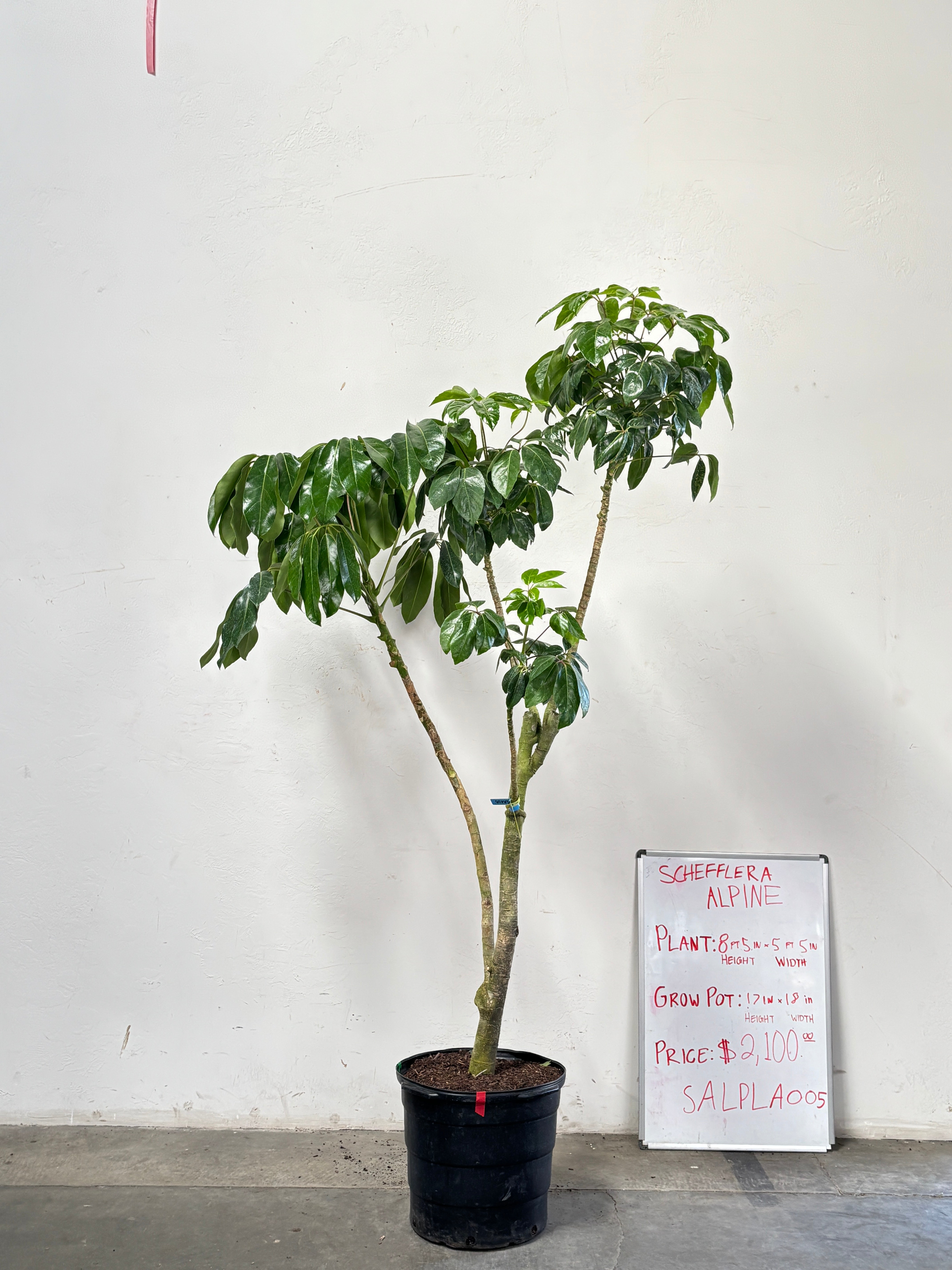 Schefflera Alpina SALPLA005