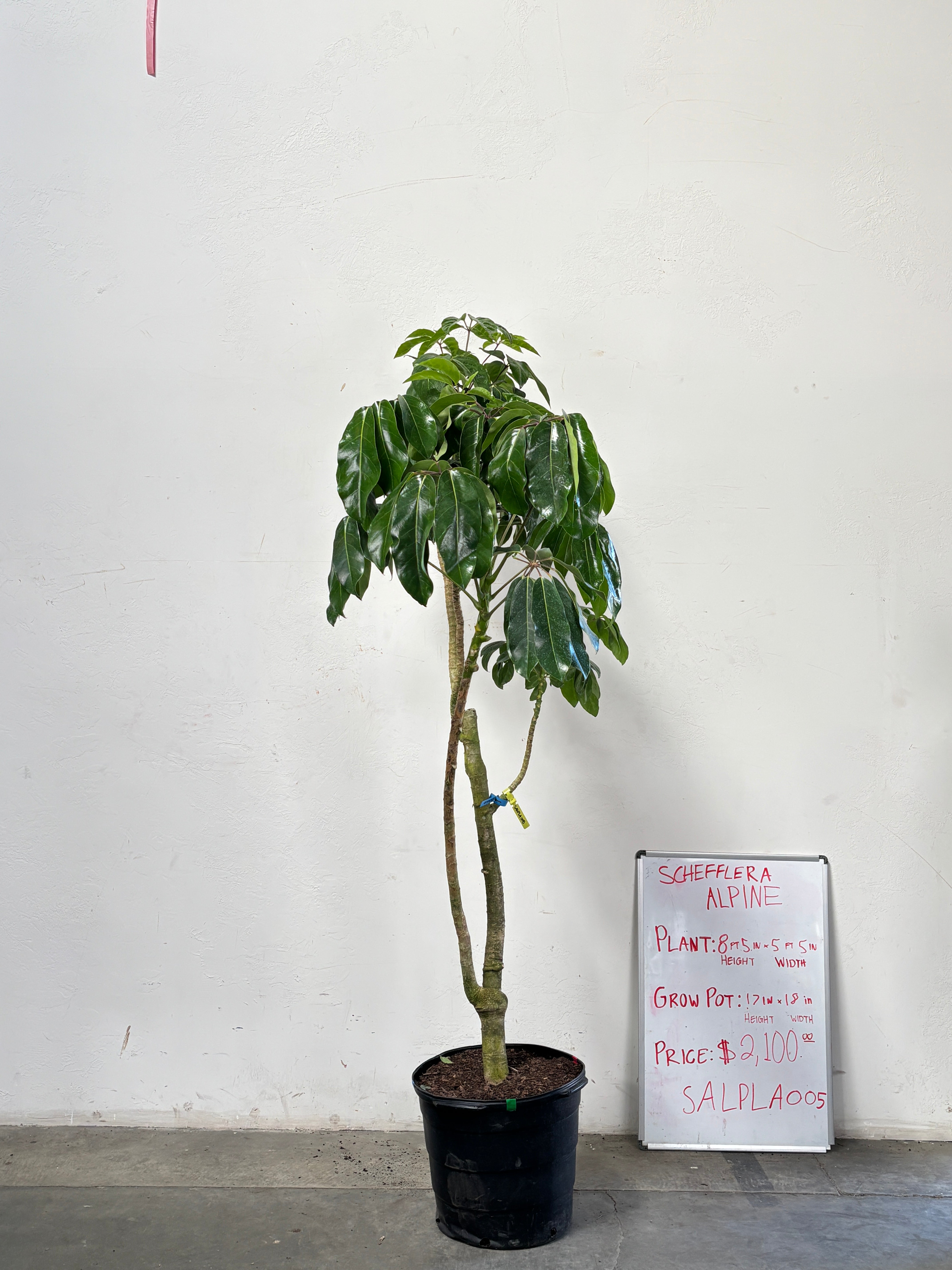 Schefflera Alpina SALPLA005