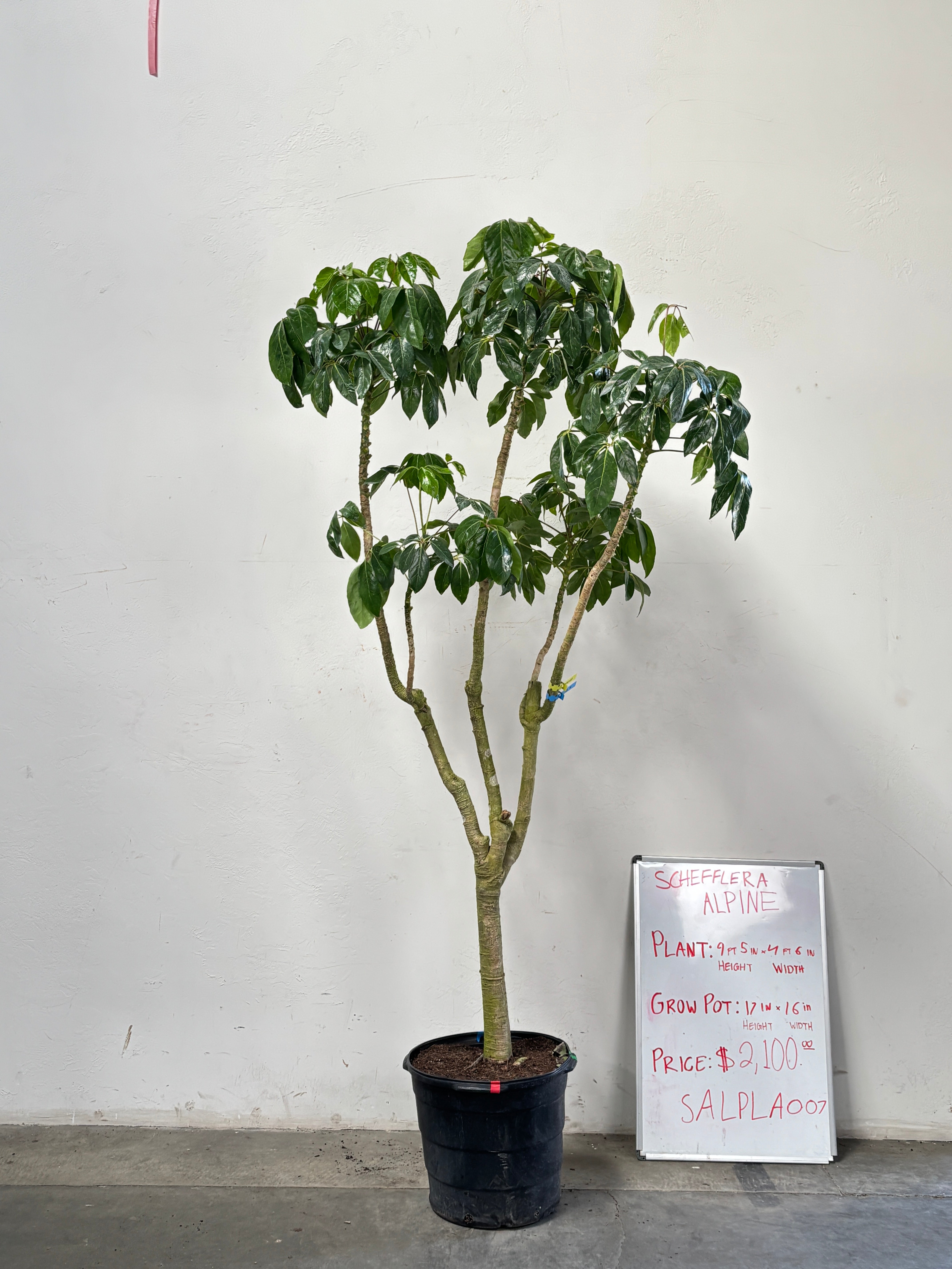 Schefflera Alpina SALPLA007