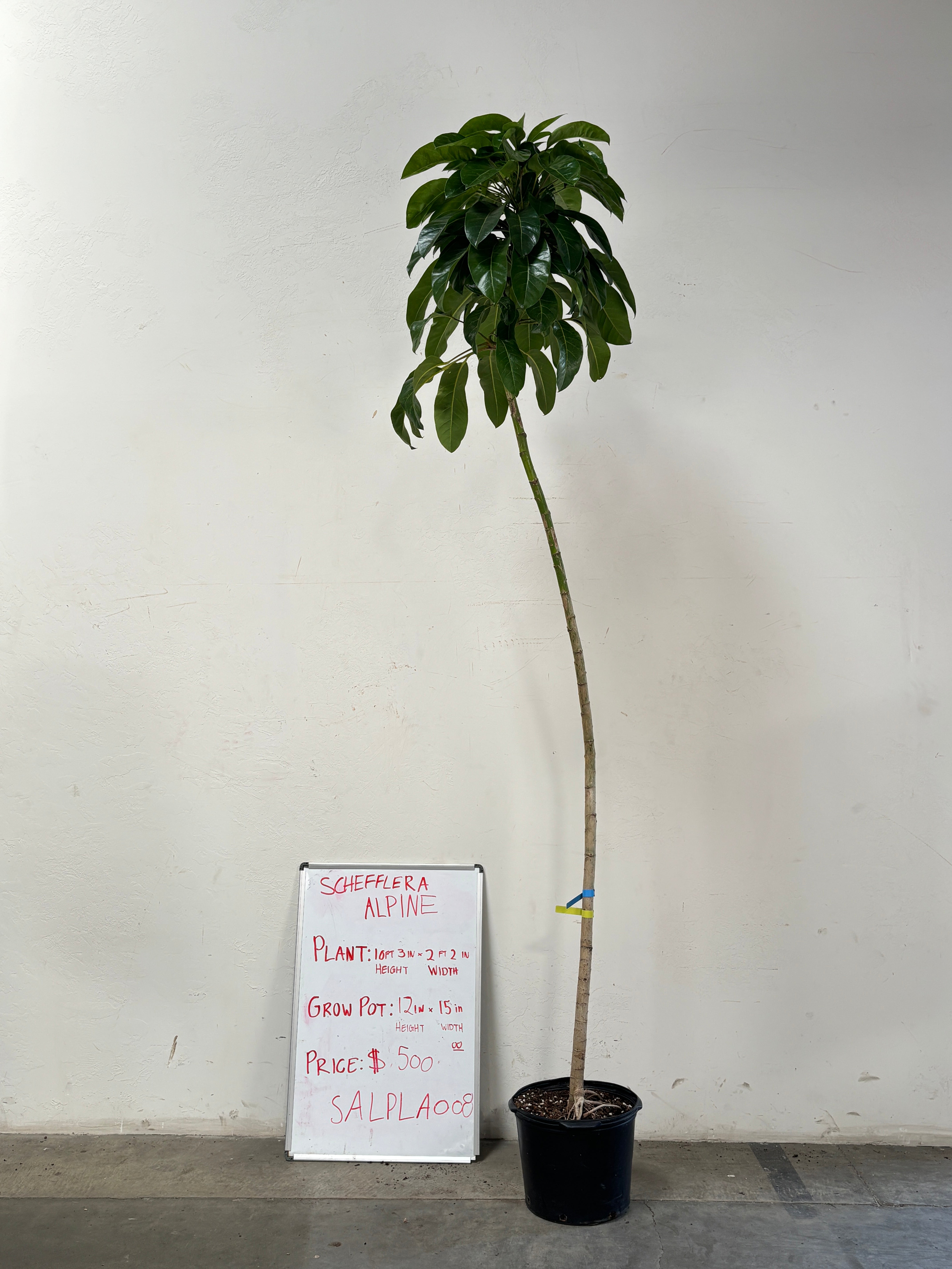 Schefflera Alpina SALPLA008