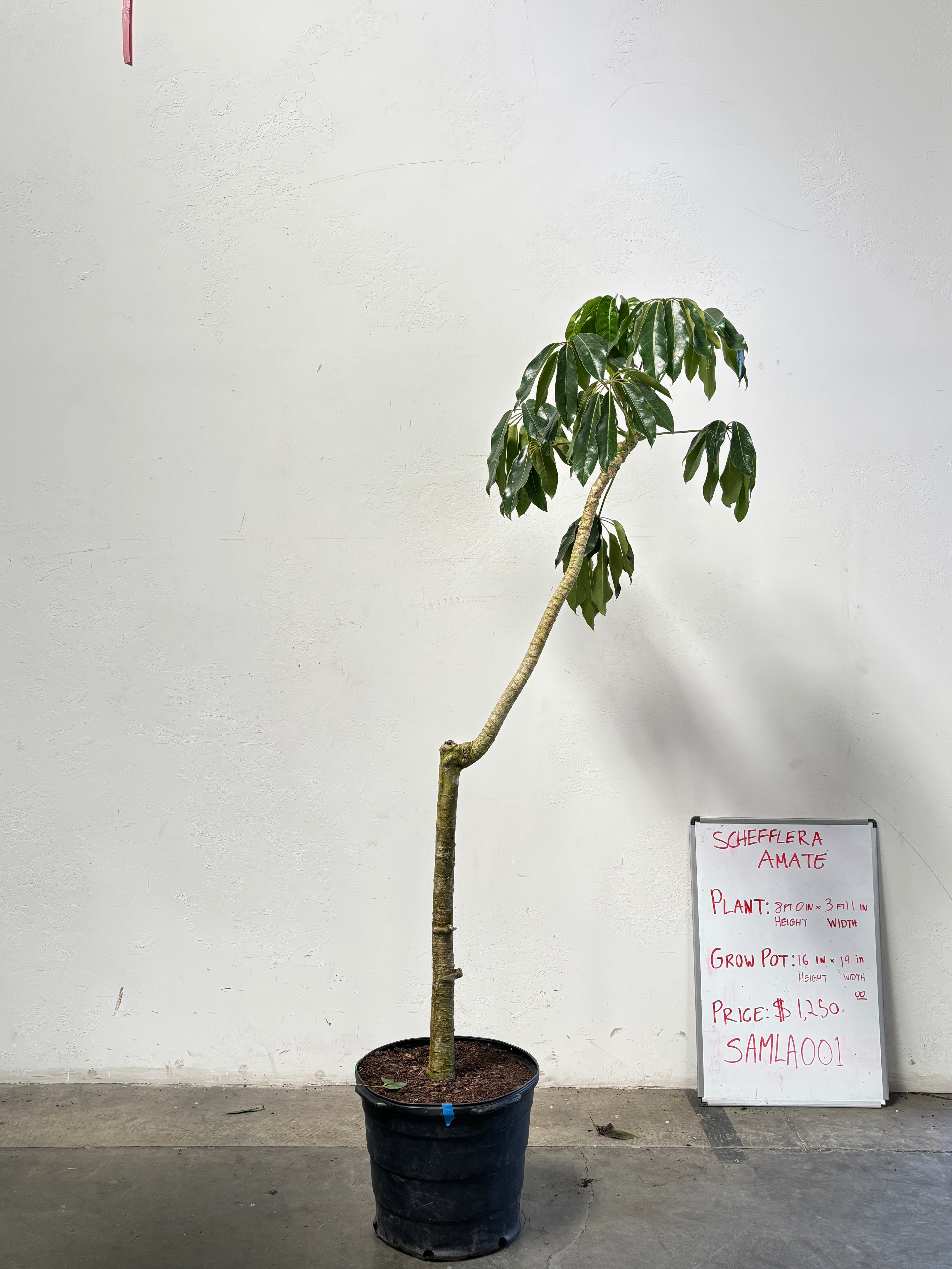 Schefflera Amate SAMLA001
