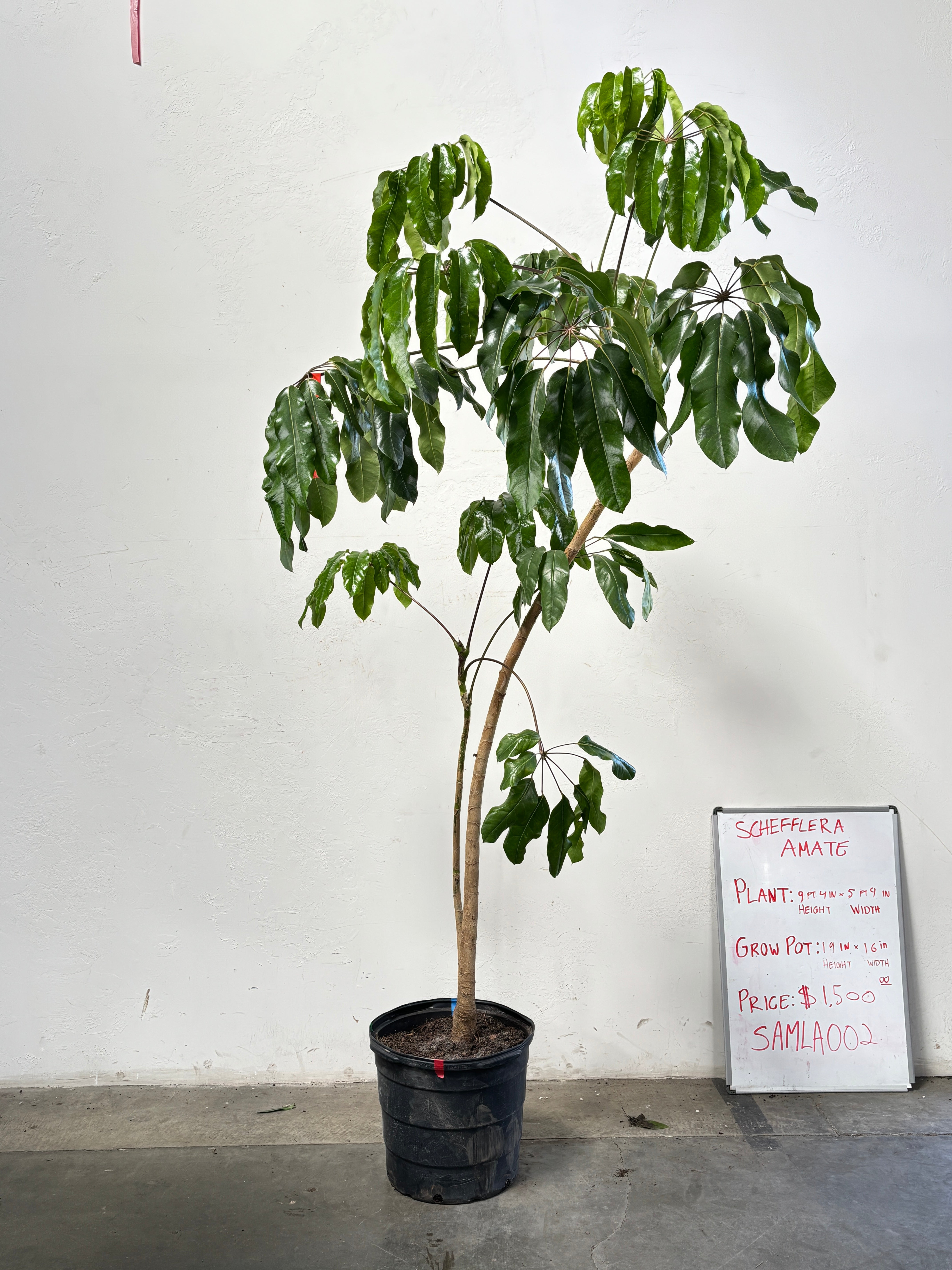 Schefflera Amate SAMLA002