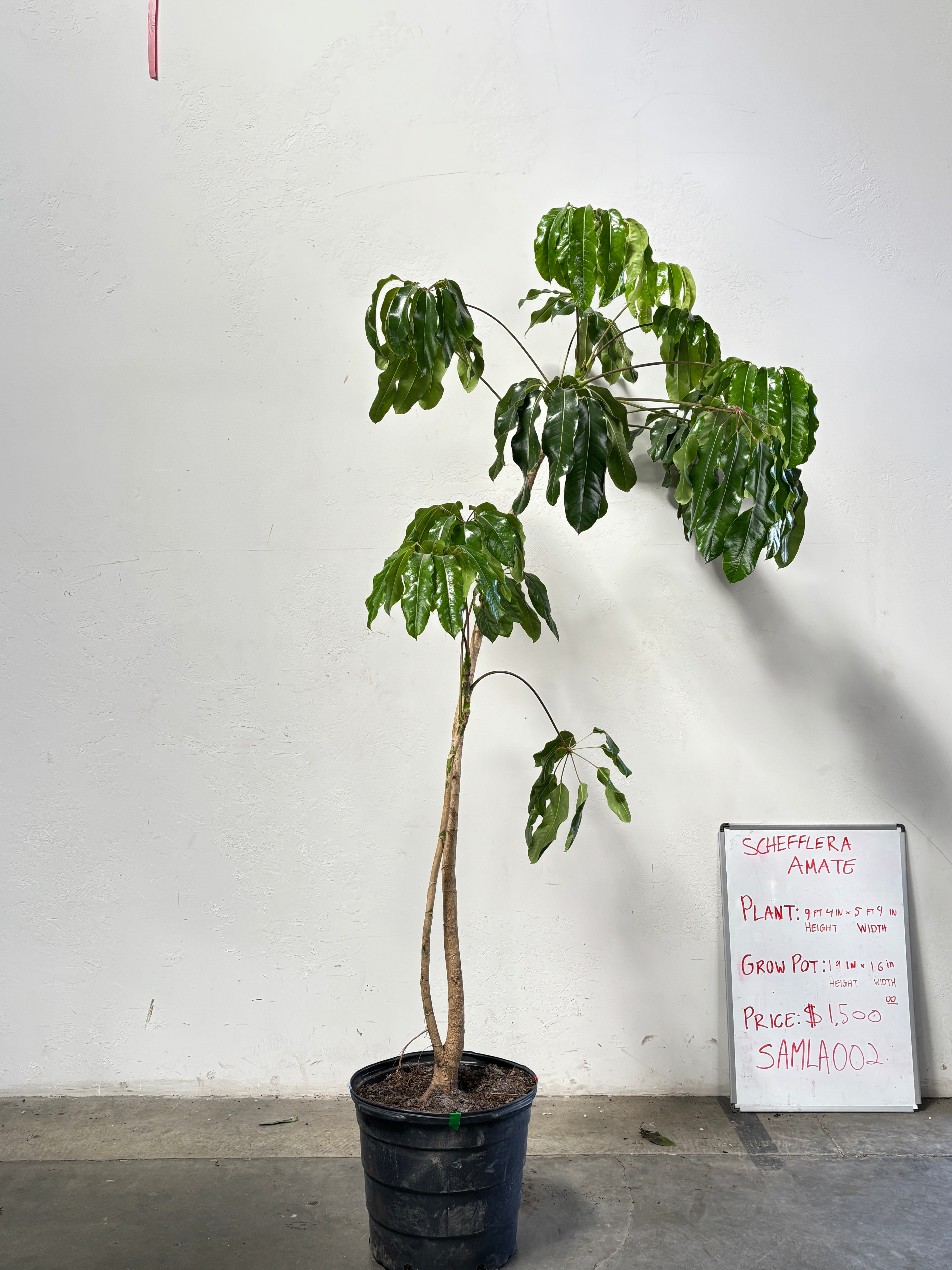 Schefflera Amate SAMLA002