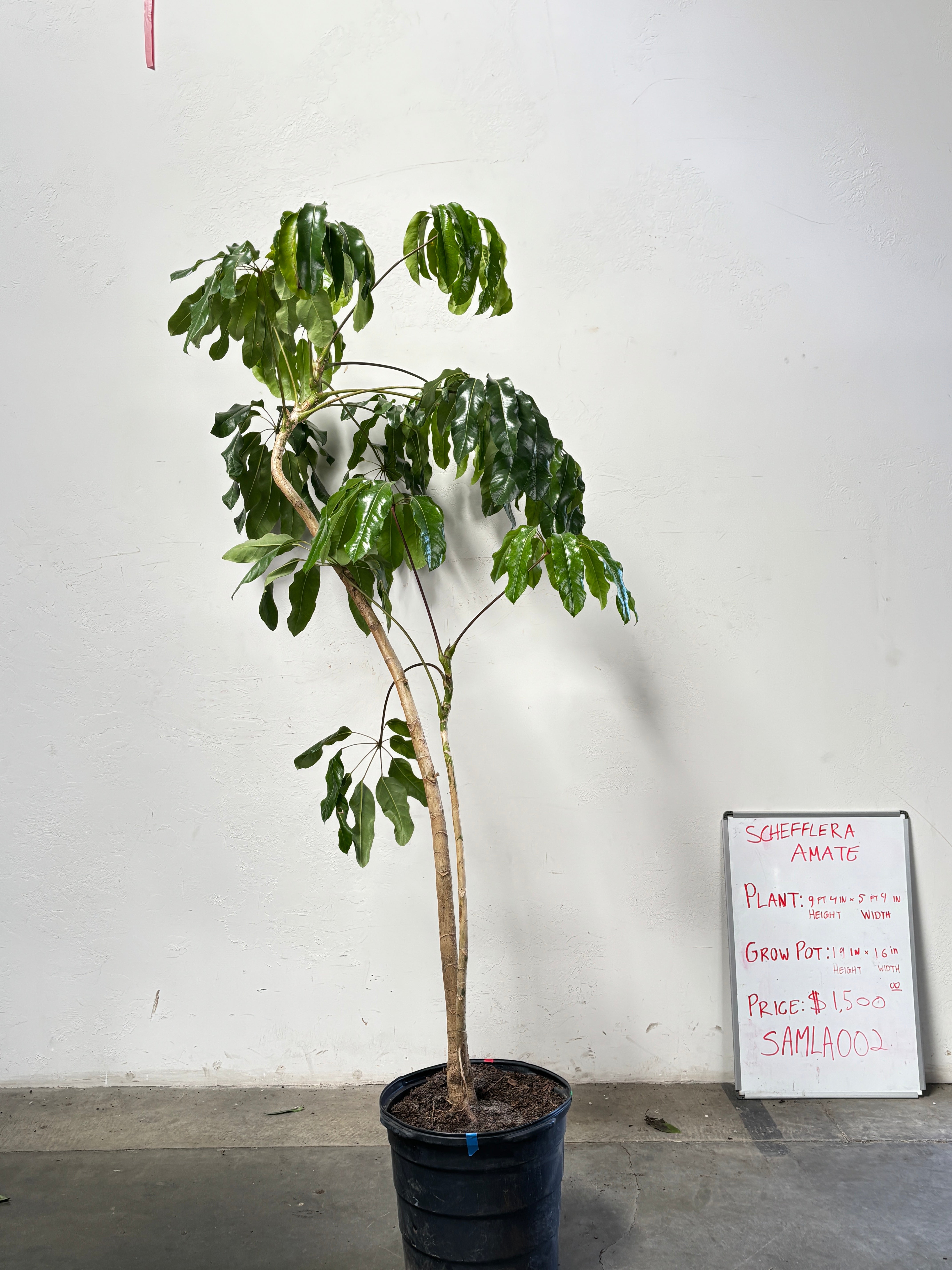 Schefflera Amate SAMLA002