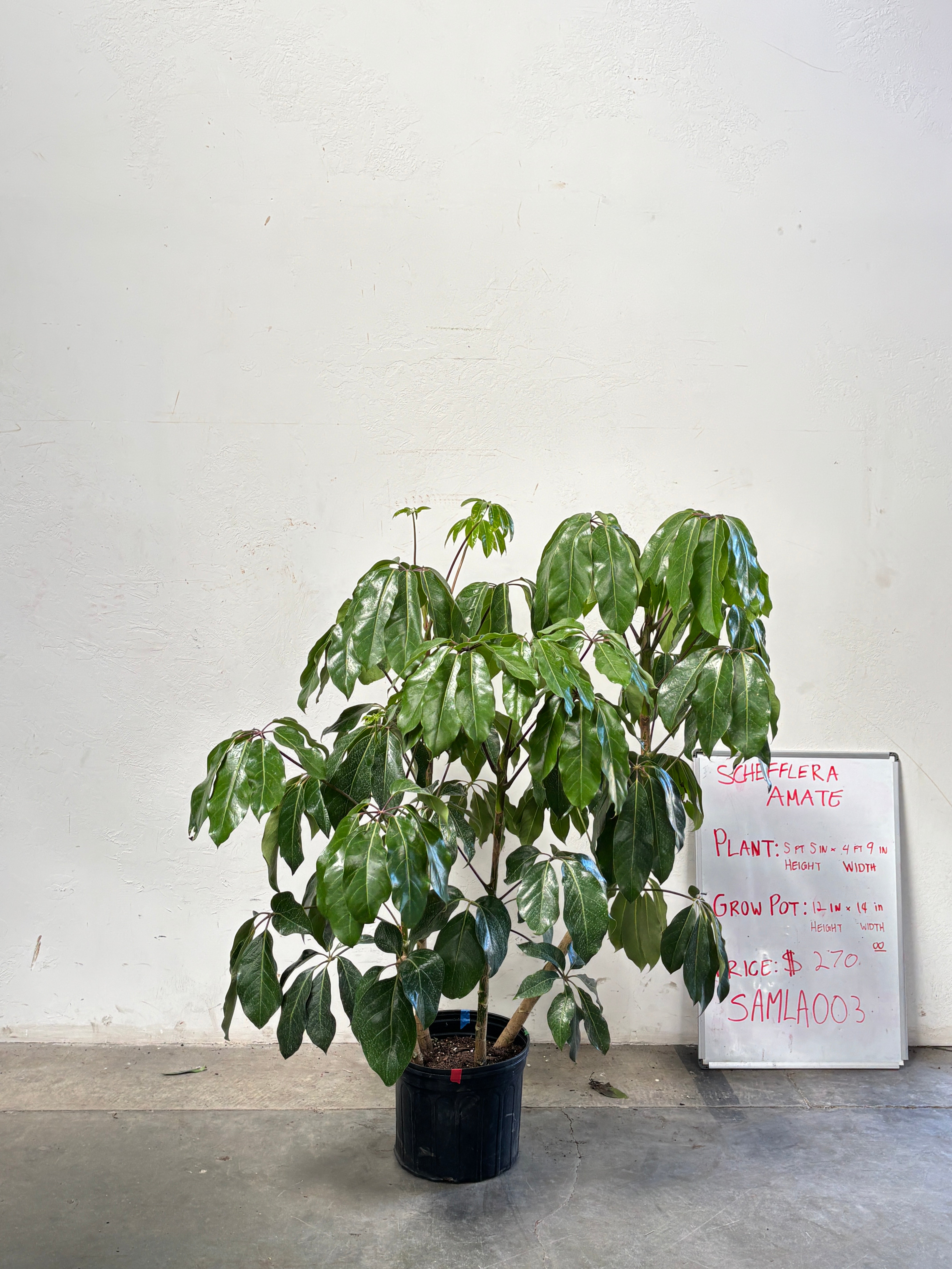 Schefflera Amate SAMLA003