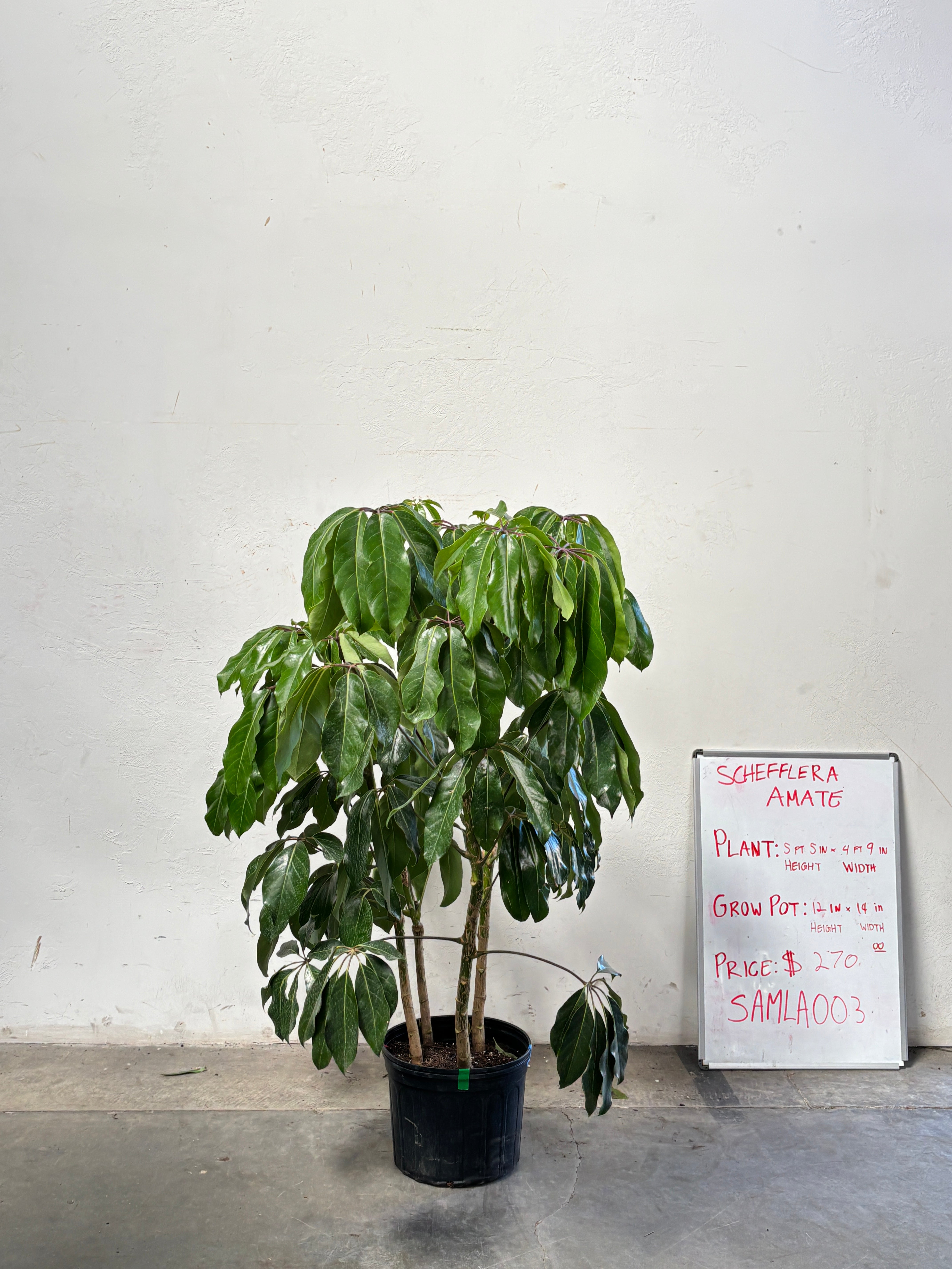 Schefflera Amate SAMLA003