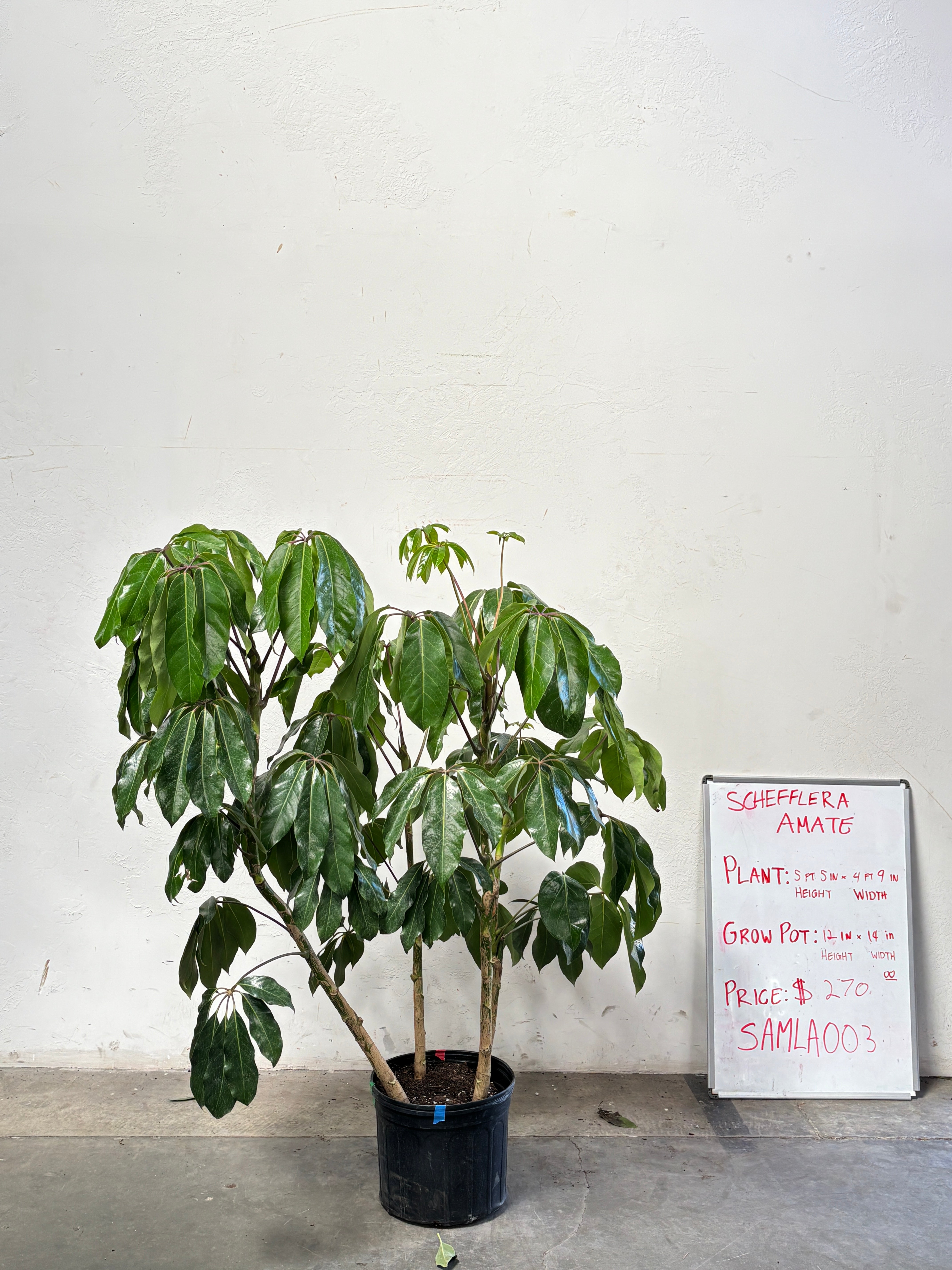 Schefflera Amate SAMLA003