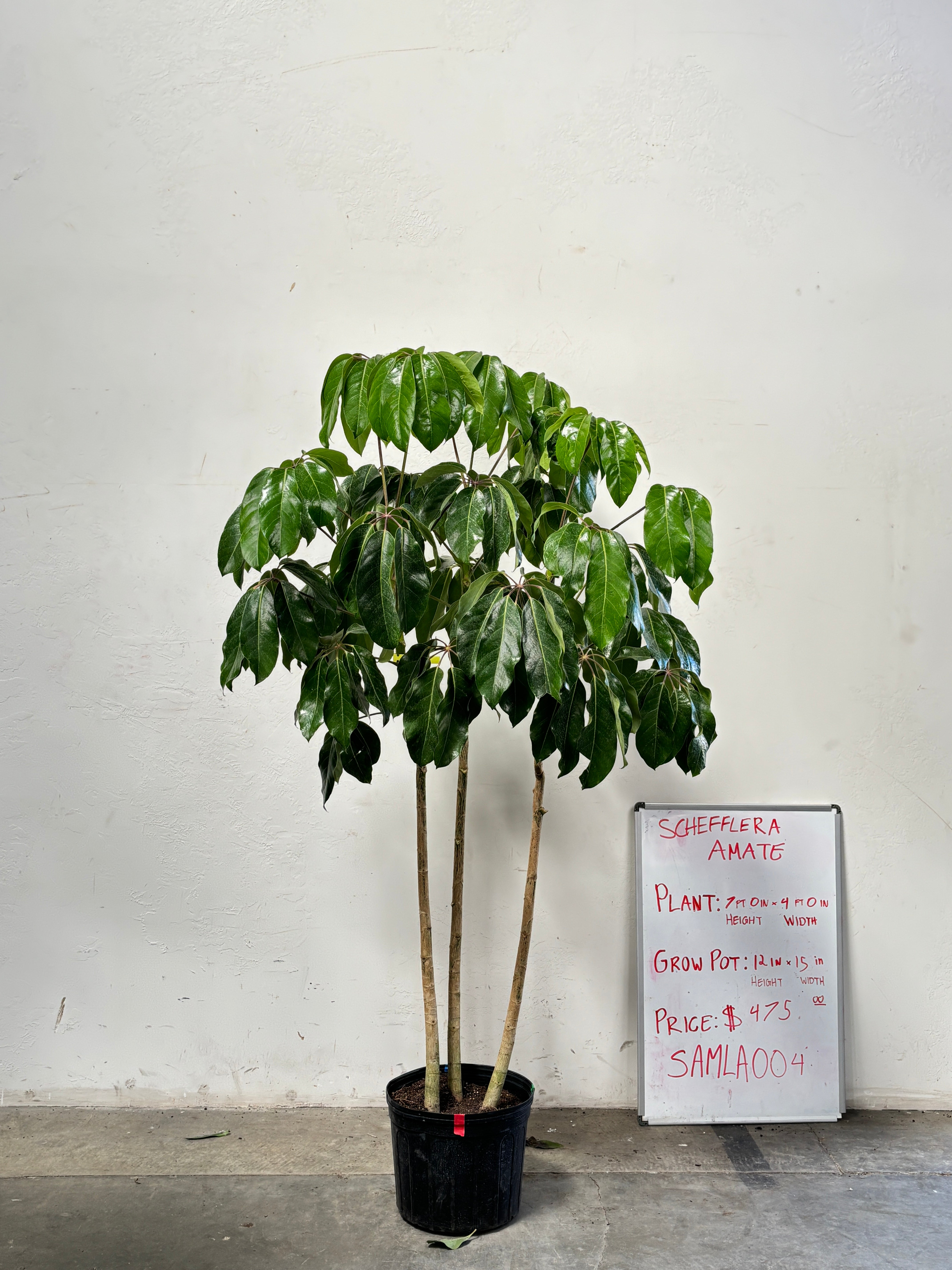 Schefflera Amate SAMLA004