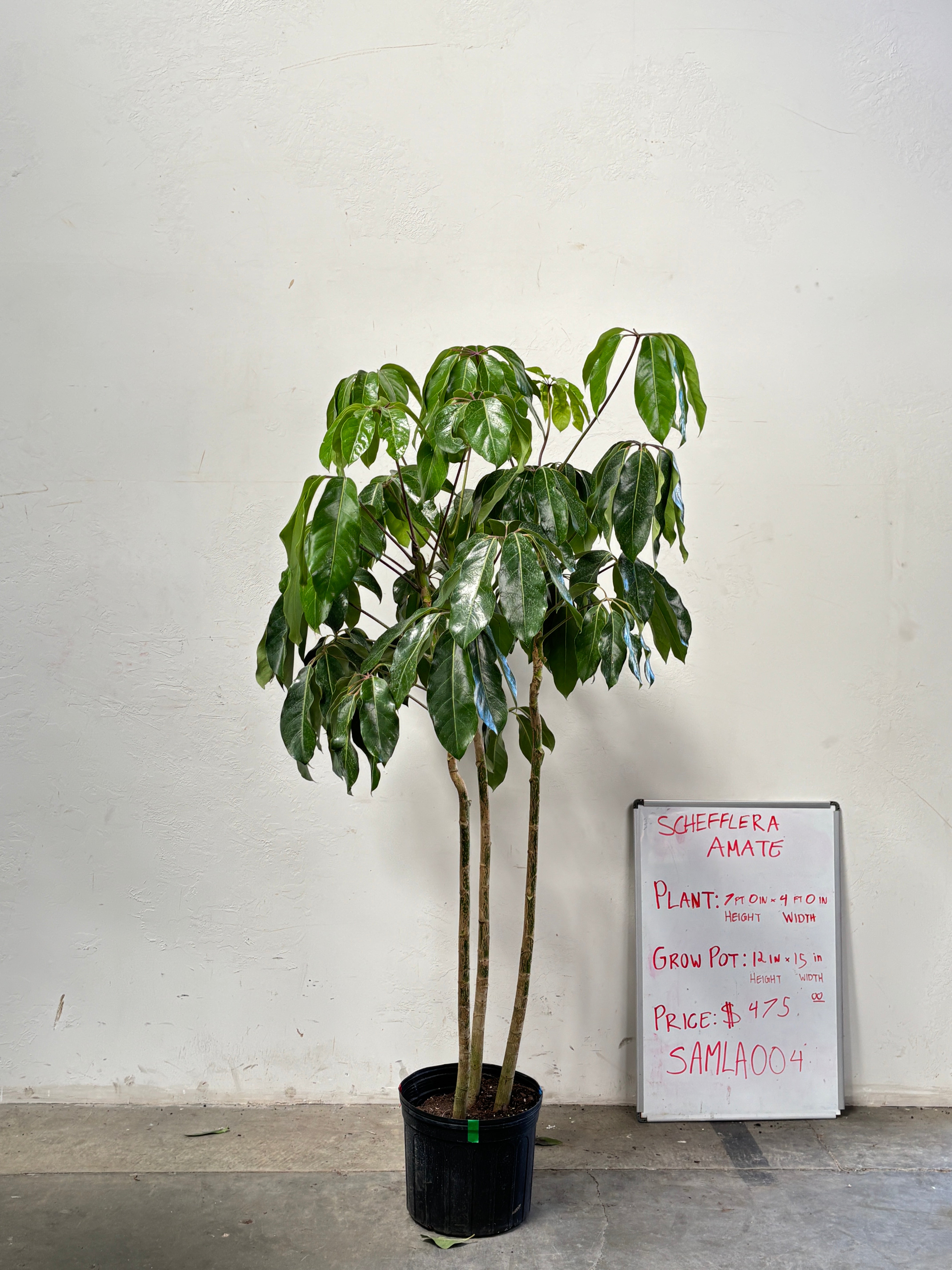 Schefflera Amate SAMLA004