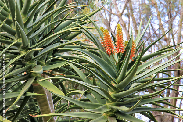How to Care for Your Hercules Aloe
