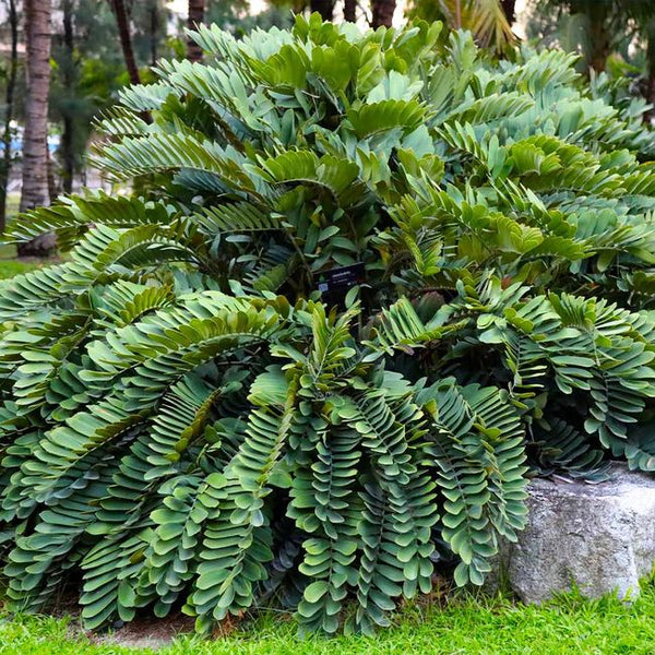 How to Care for Your Zamia furfuracea (Cardboard Palm)