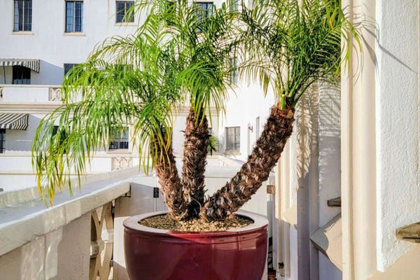 How to Care for Your Phoenix roebelenii (Pygmy Date Palm)