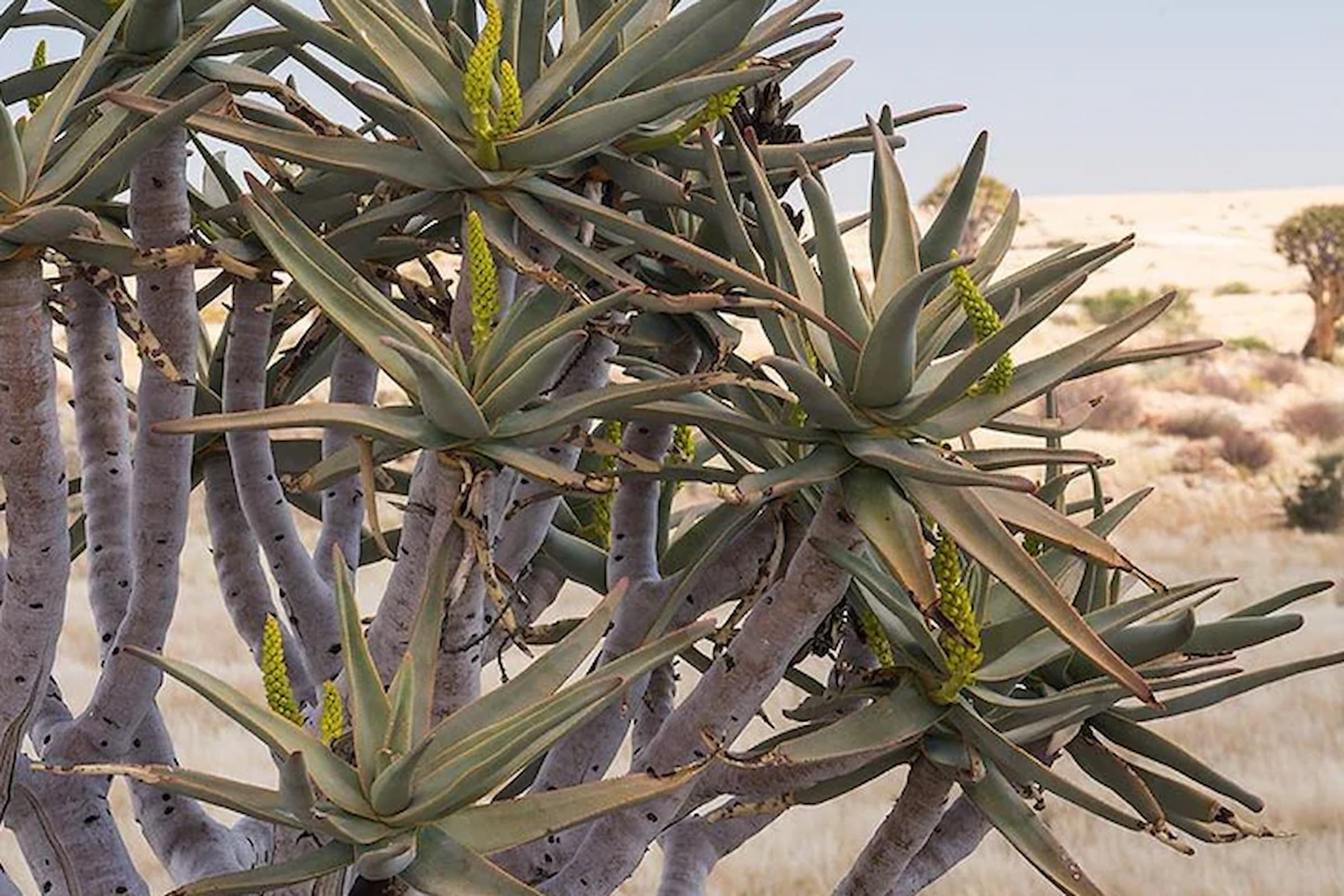 How to Care for Your Aloe dichotoma (Quiver Tree Aloe)