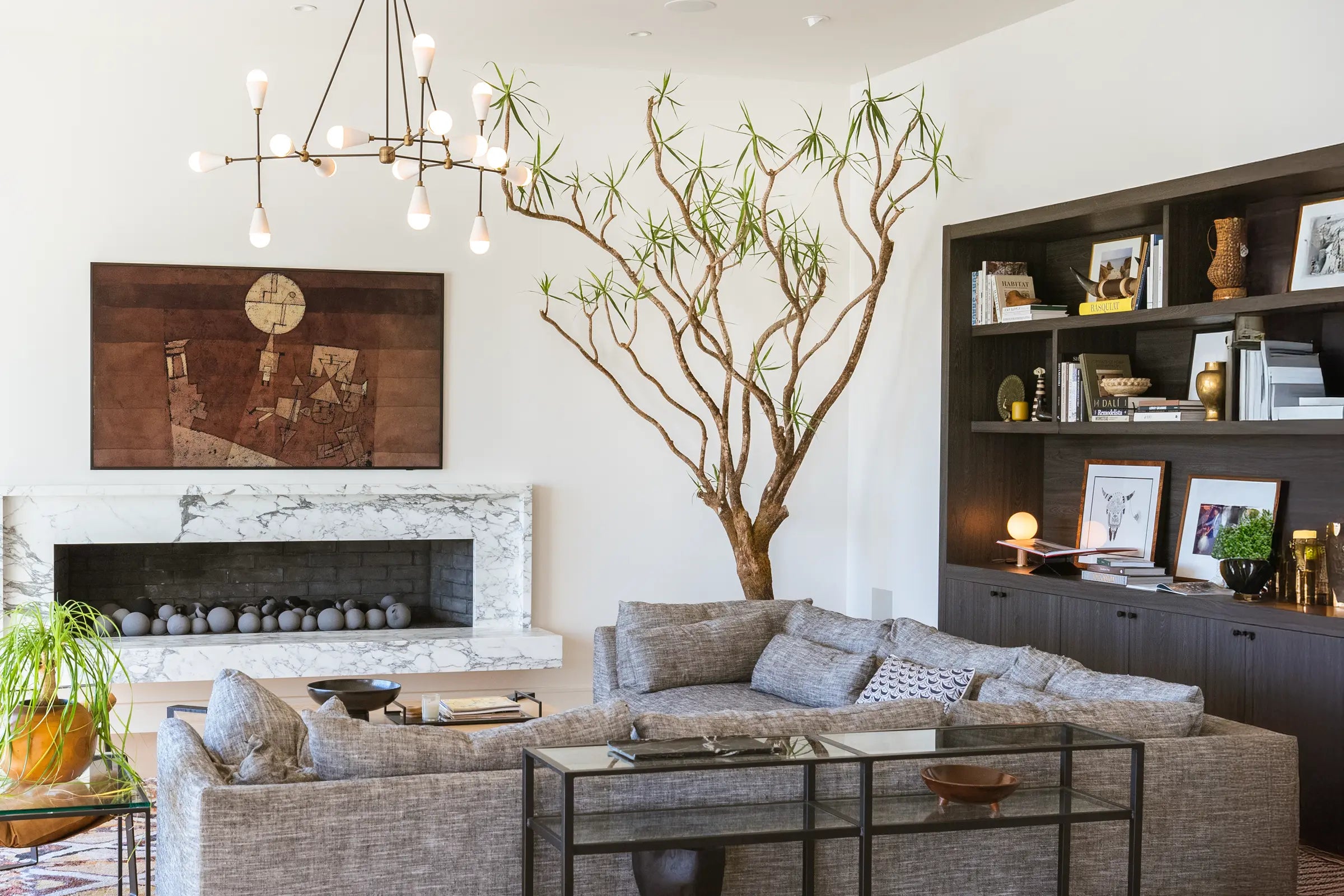 How to Care for your Dracaena Marginata (Dragon Tree)