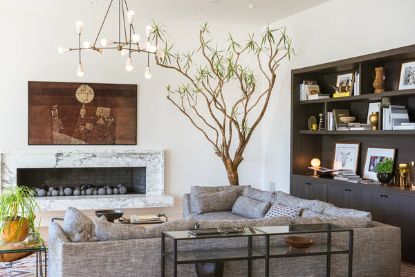 How to Care for your Dracaena marginata (Dragon Tree)