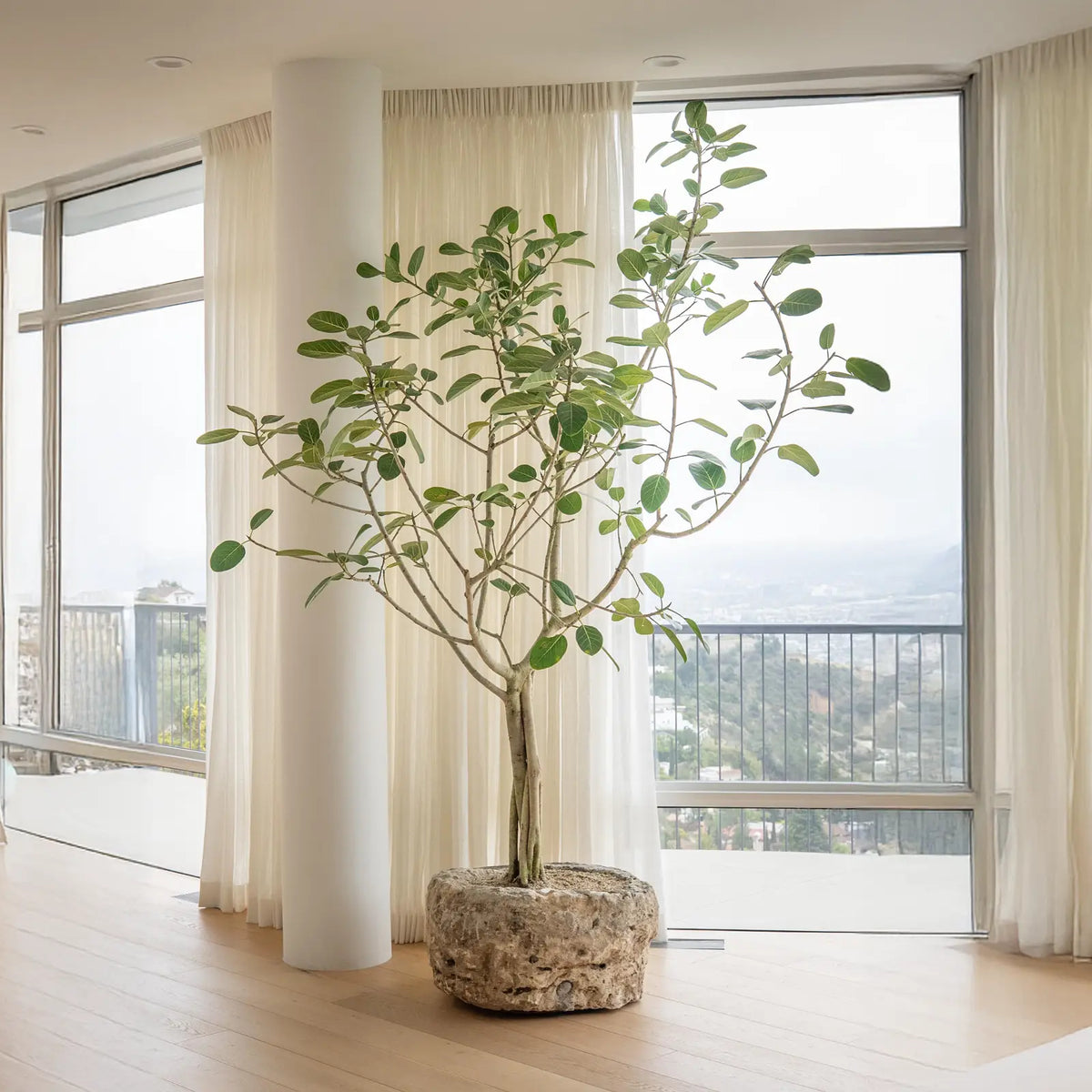 How to Care for Your Ficus benghalensis (Ficus Audrey)