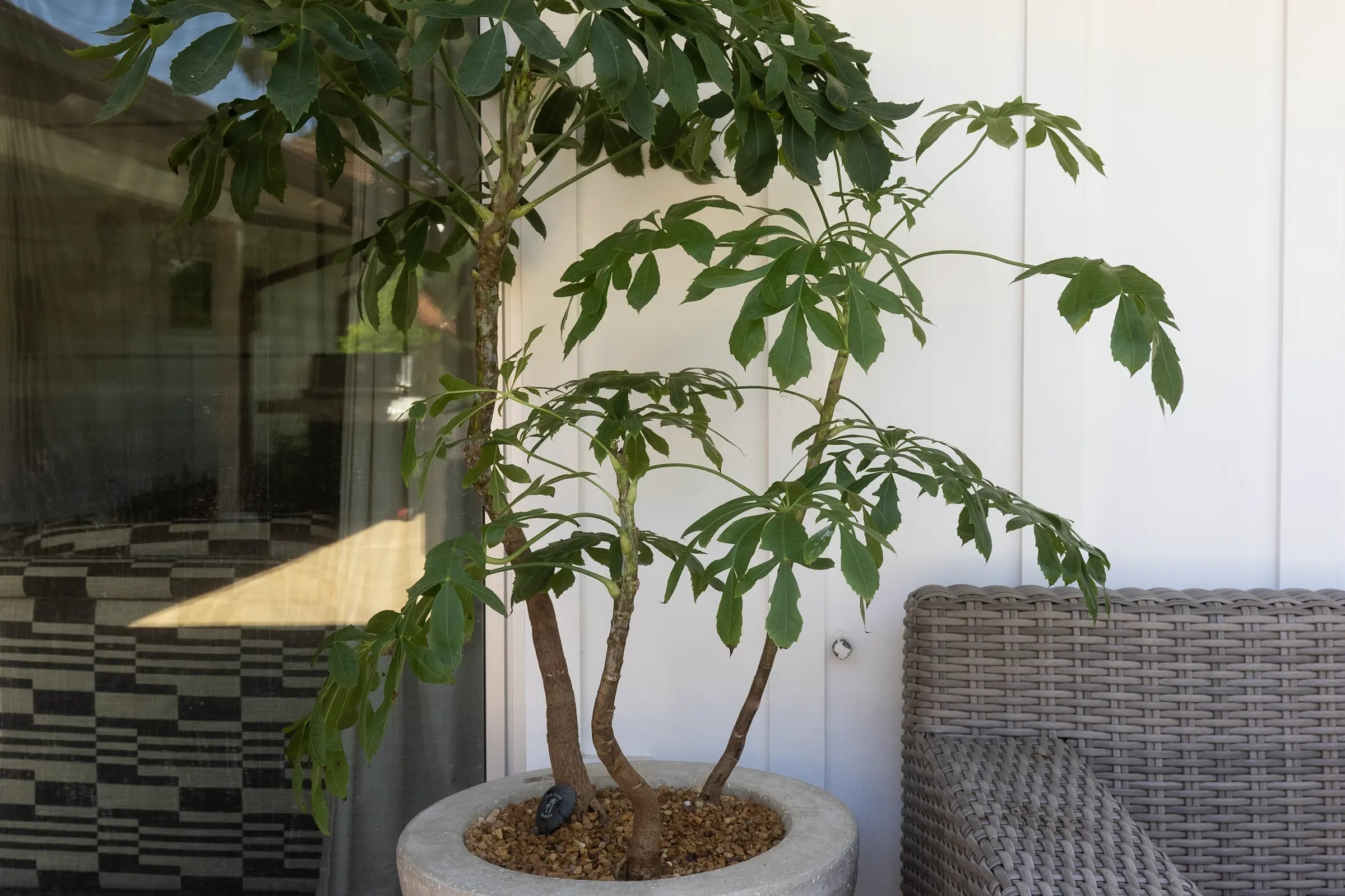 How to Care for Your Cussonia spicata (Mountain Cabbage Tree)