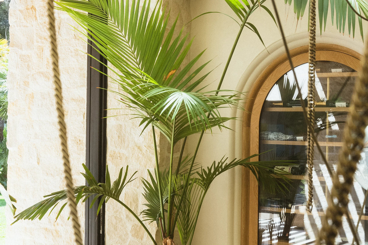 How to Care for Your Ravenea rivularis (Majesty Palm)