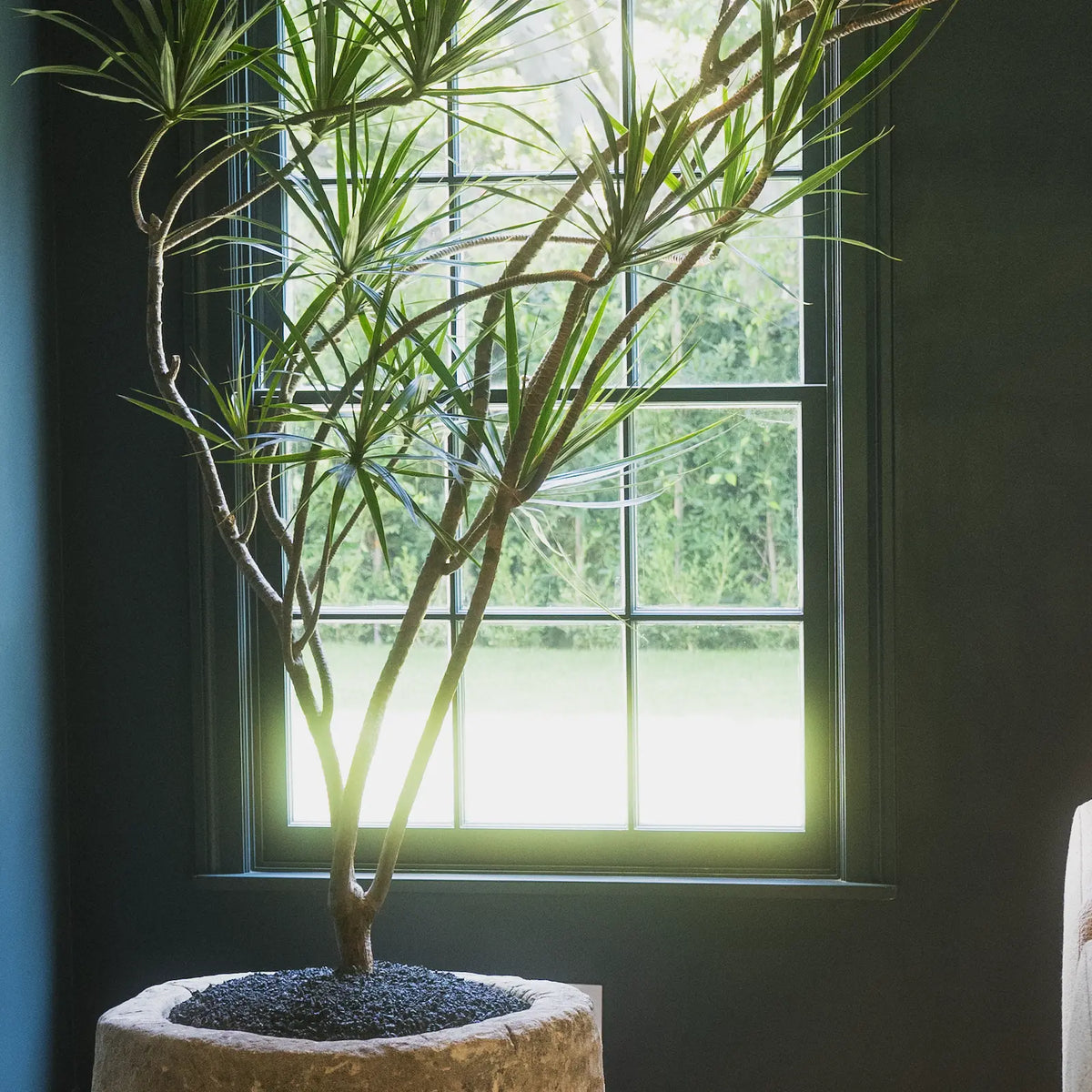 How to care for Your Dracaena tarzan (Tarzan Dracaena)