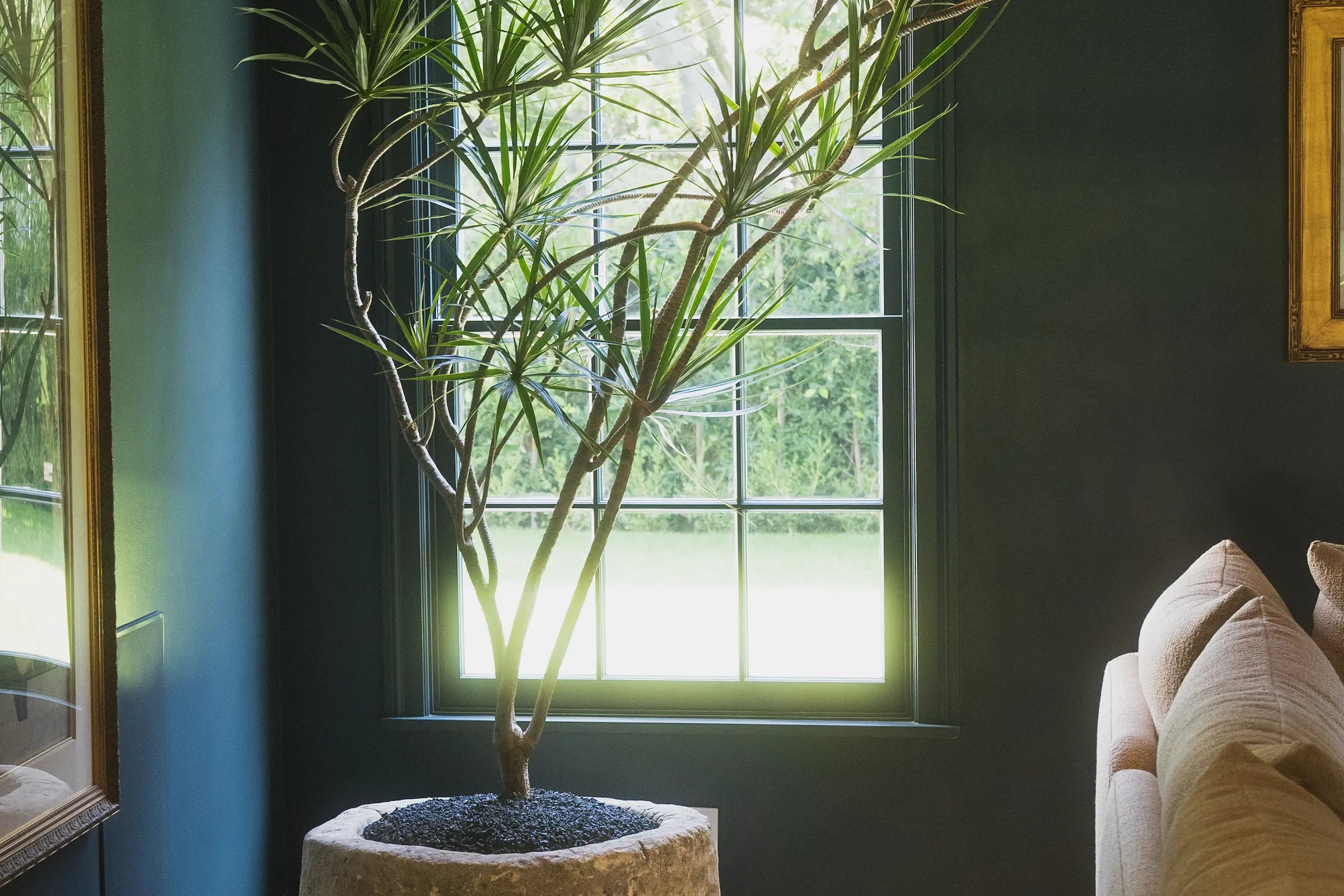 How to care for Your Dracaena tarzan (Tarzan Dracaena)