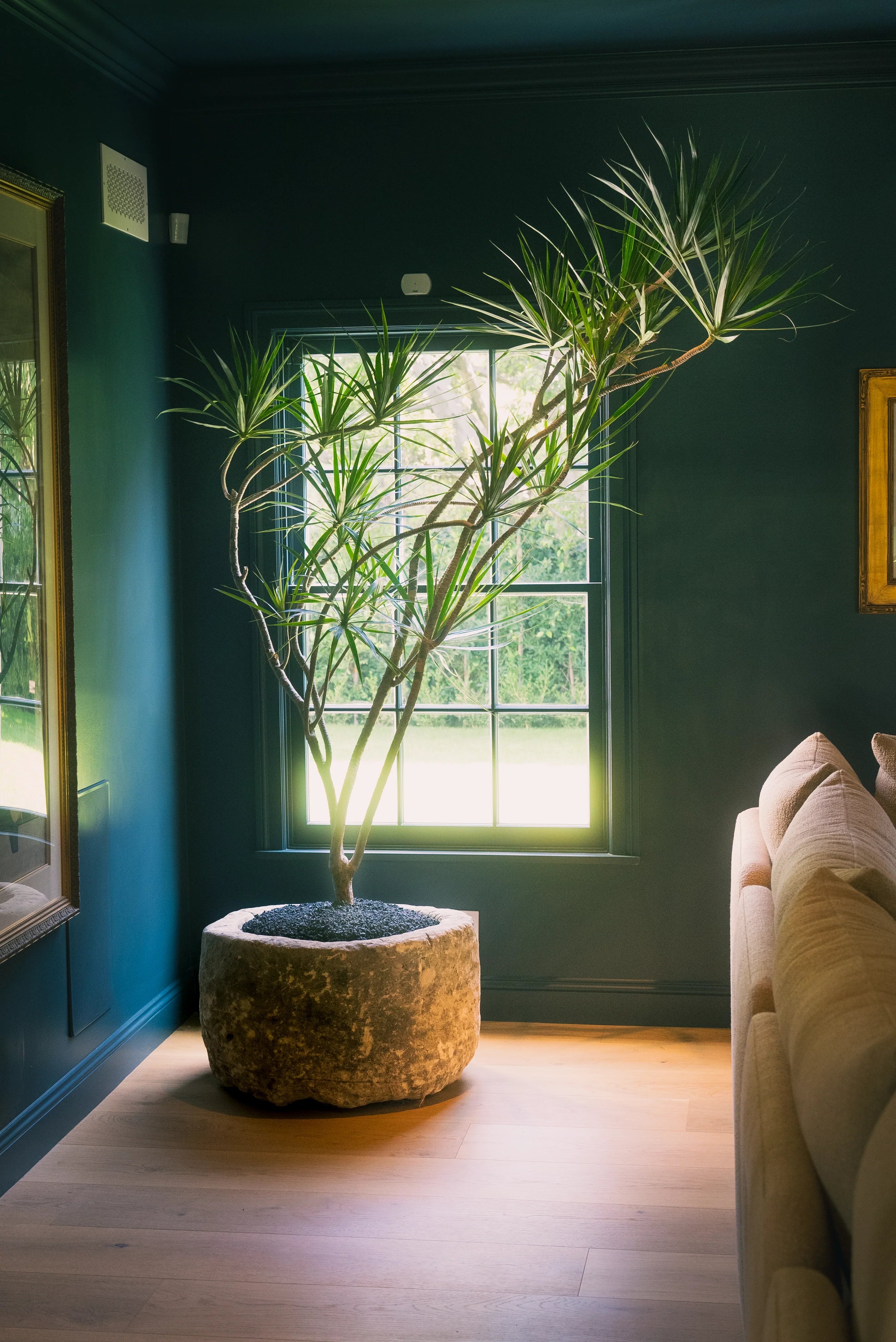 How to care for Your Dracaena tarzan (Tarzan Dracaena)