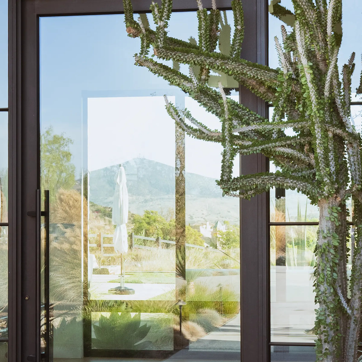 How to Care for Your Alluaudia procera (Madagascar Ocotillo)