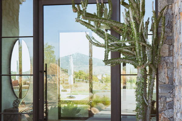 How to Care for Your Alluaudia procera (Madagascar Ocotillo)