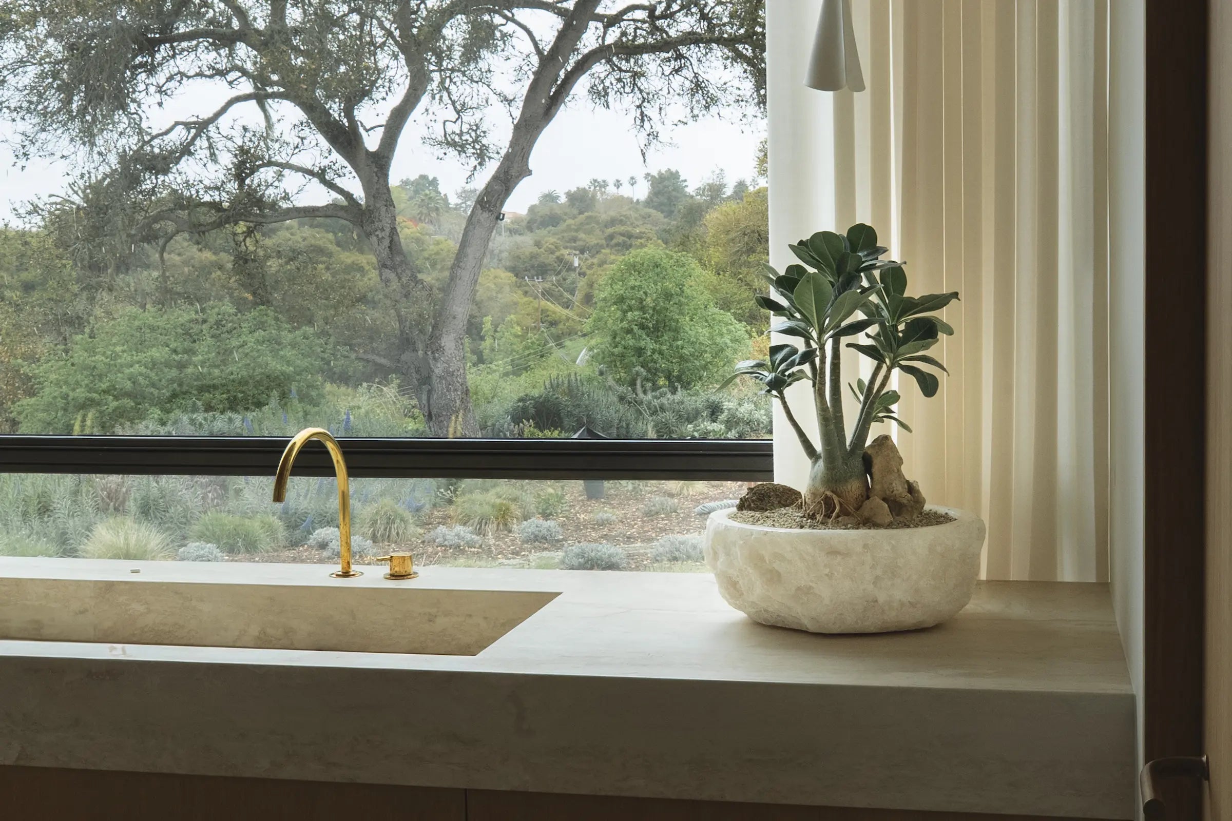 How to Care for Your Adenium arabicum (Desert Rose)