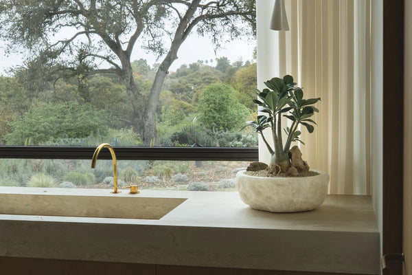 How to Care for Your Adenium arabicum (Desert Rose)