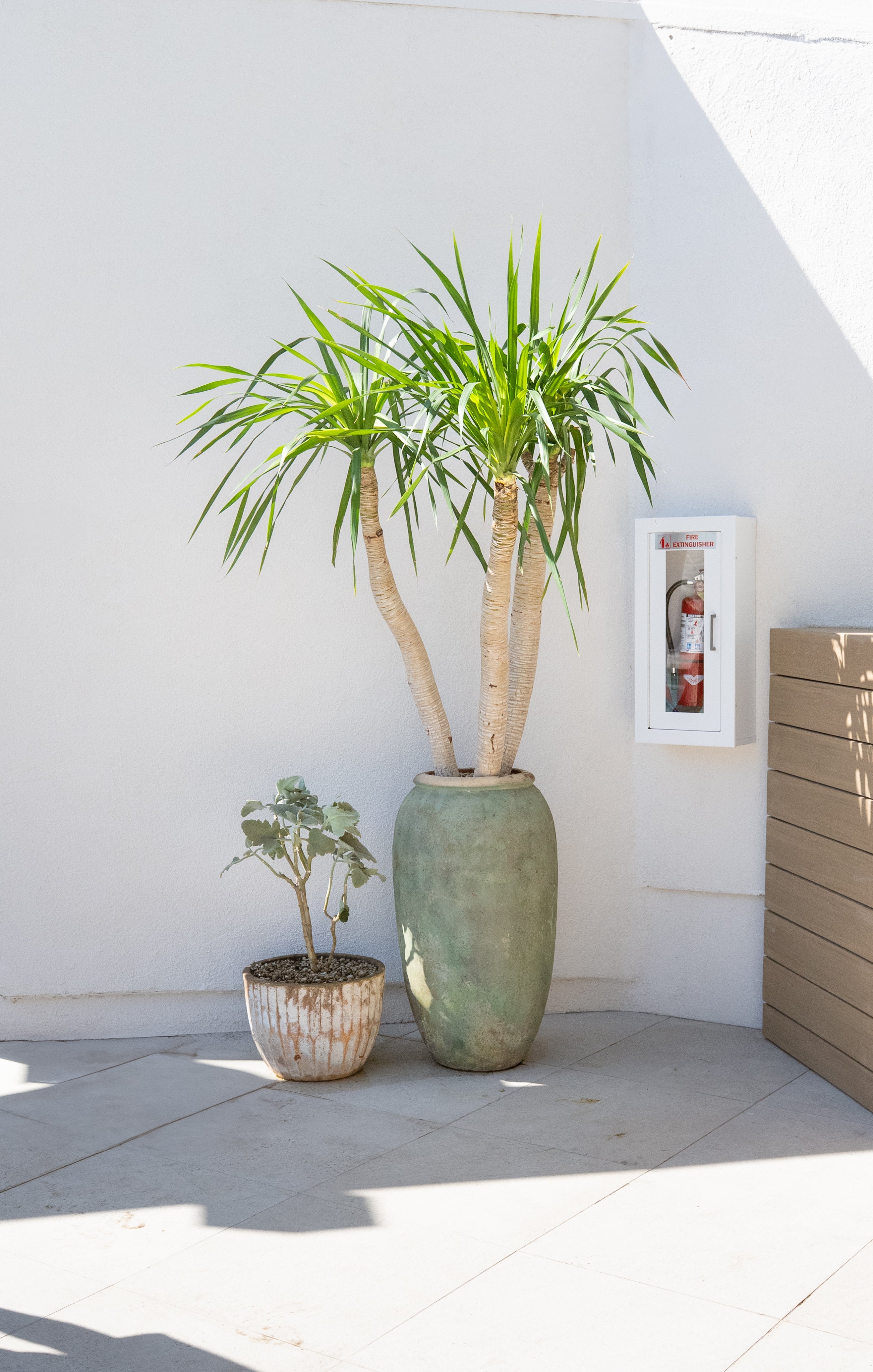 How to Care for Your Dracaena arborea (Tree Dracaena)