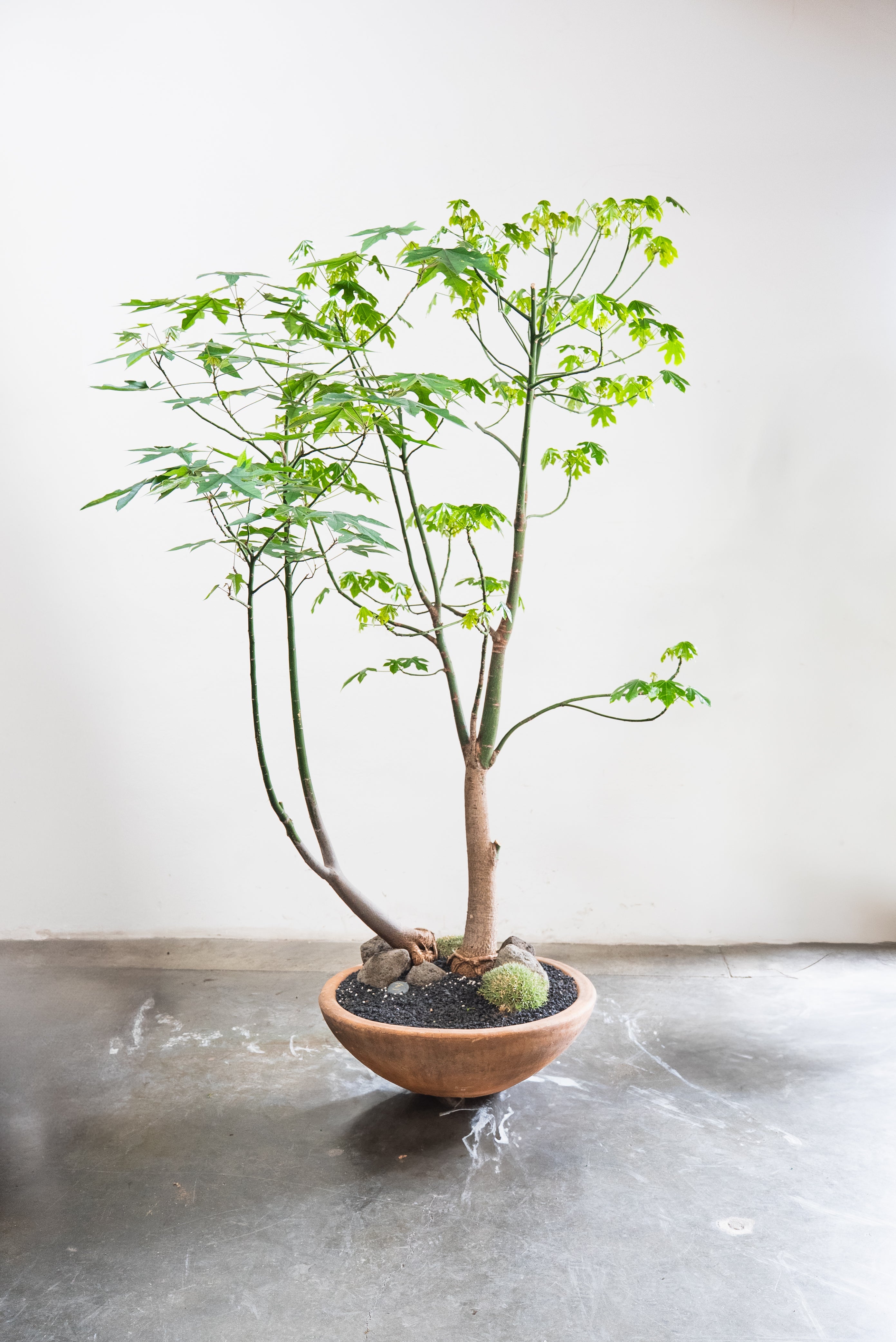 How to Care for Your Brachychiton acerifolius (Flame Bottle Tree)