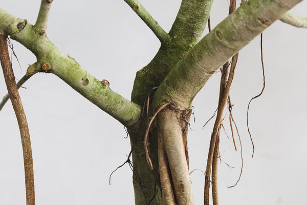 Seasonal Behavior For Interior Plants