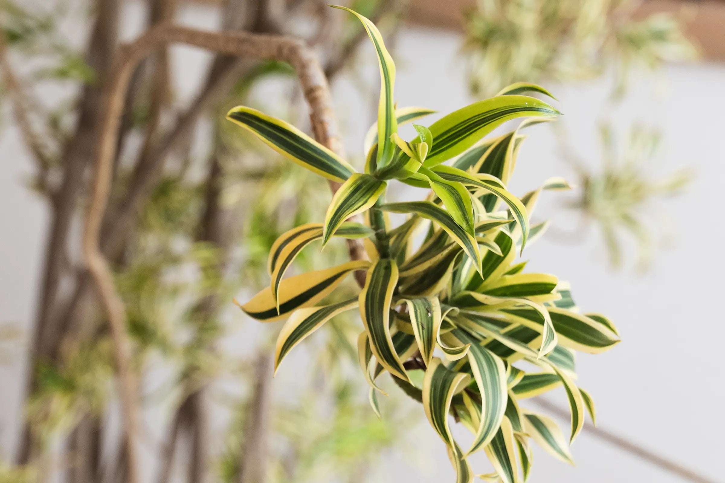 How to Care for Your Dracaena pleomele (Song of India)