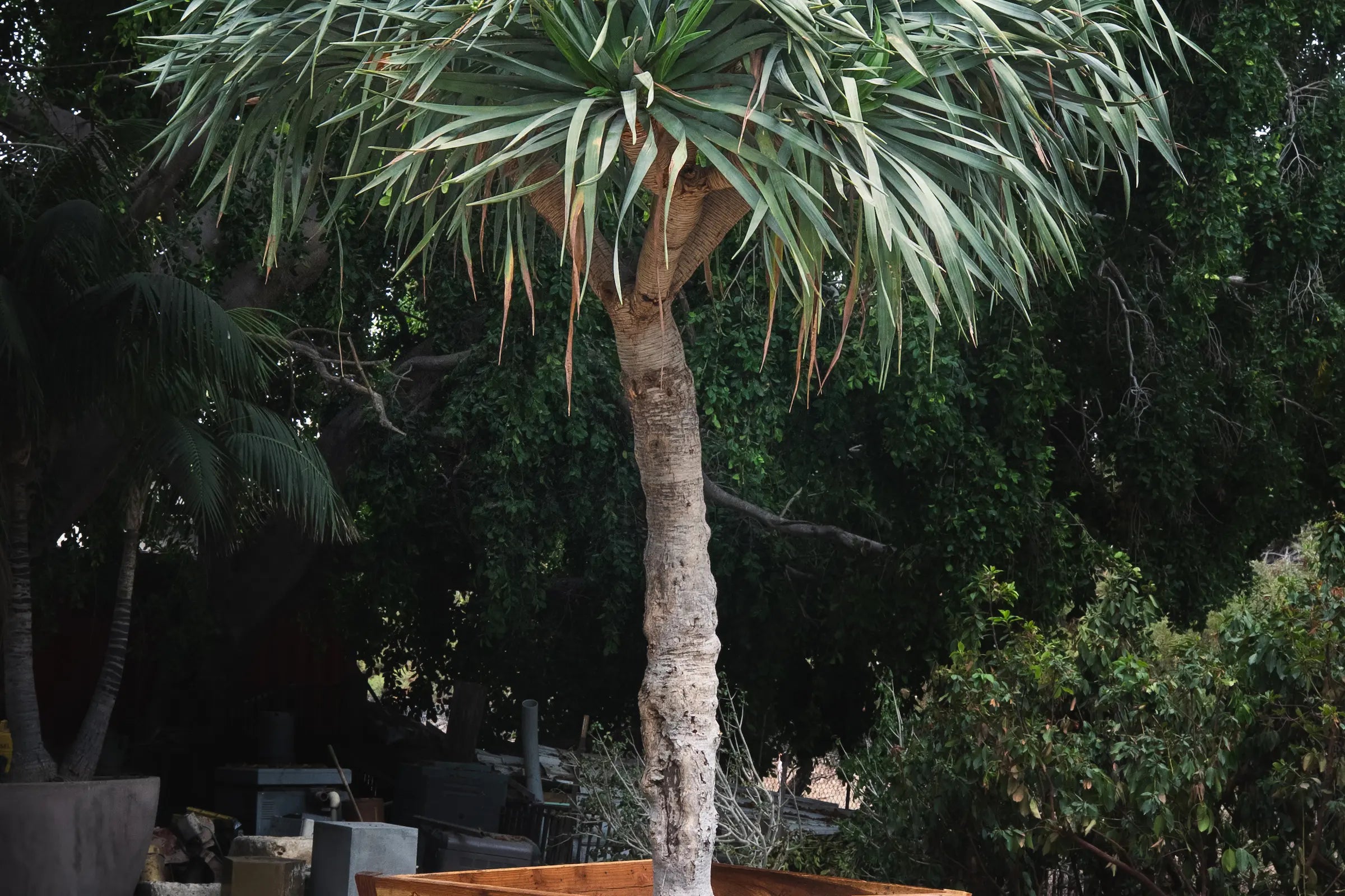 How to Care for Your Dracaena draco (Dragon Tree)