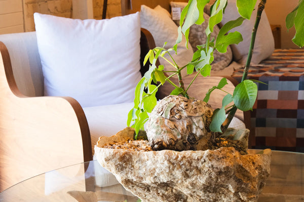 How to Care for Your Pseudobombax elipticum (Shaving Brush Tree)