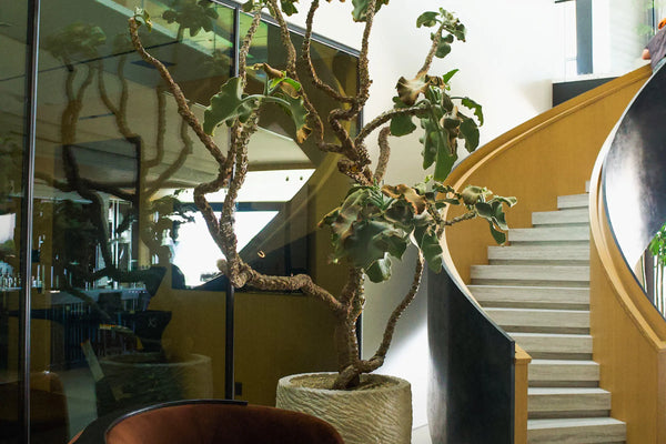 How to Care for Your Kalanchoe beharensis (Felt Bush)