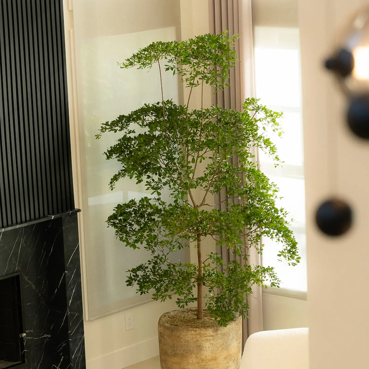 How to Care for Your Bucida buceras (Black Olive Tree)