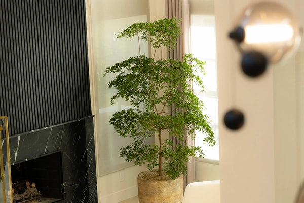 How to Care for Your Bucida buceras (Black Olive Tree)