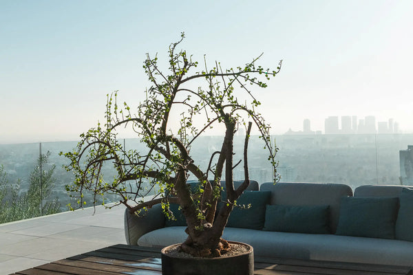 How to Care for Your Portulucaria afra (Elephant Bush)