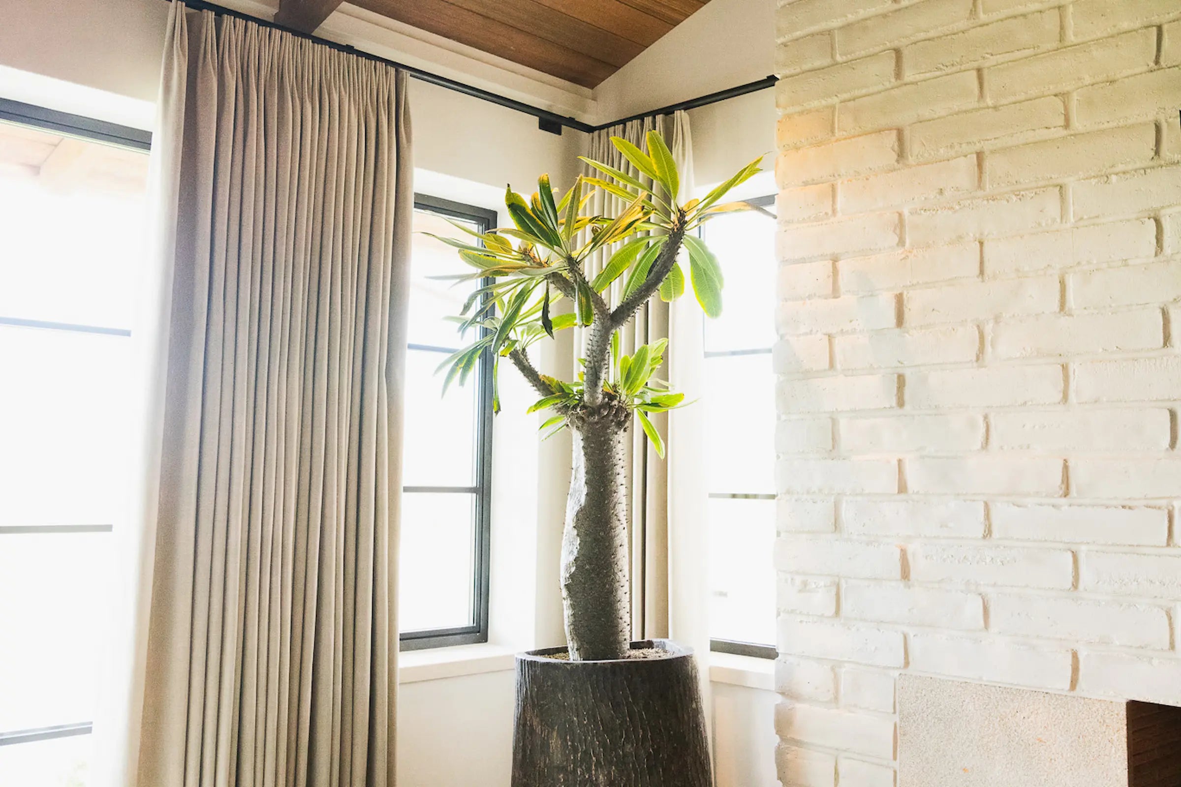 How to Care for Your Pachypodium lamerei (Madagascar Palm)