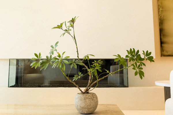 How to Care for Your Schefflera arboricola (Umbrella Tree)