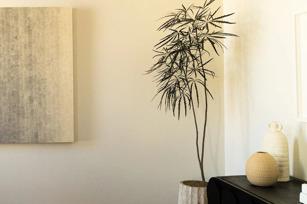 How to Care for Your Plerandra elegantissima (False Aralia)