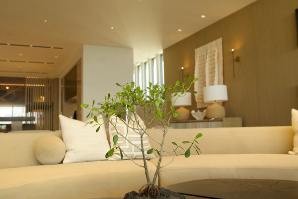 How to Care for Your Clusia rosea (Autograph Tree)