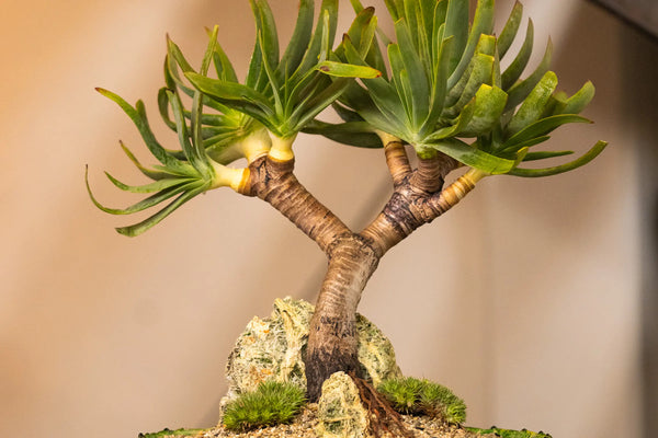 How to Care for Your Kumara plicatilis (Fan Aloe)