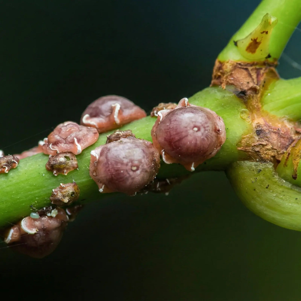 How to Identify and Treat Scale Insects on Houseplants