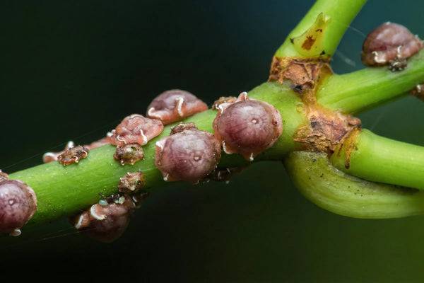 How to Identify and Treat Scale Insects on Houseplants