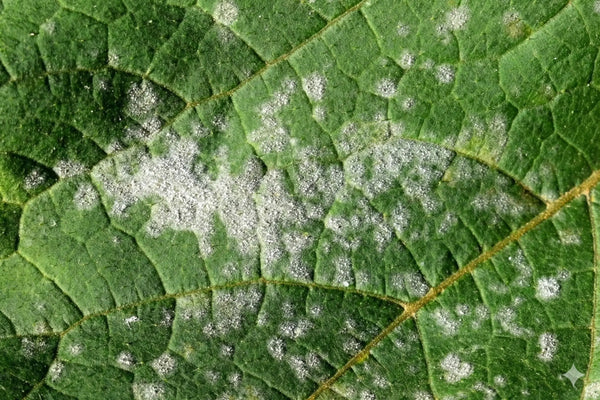 How to Identify And Treat Powdery Mildew on Houseplants