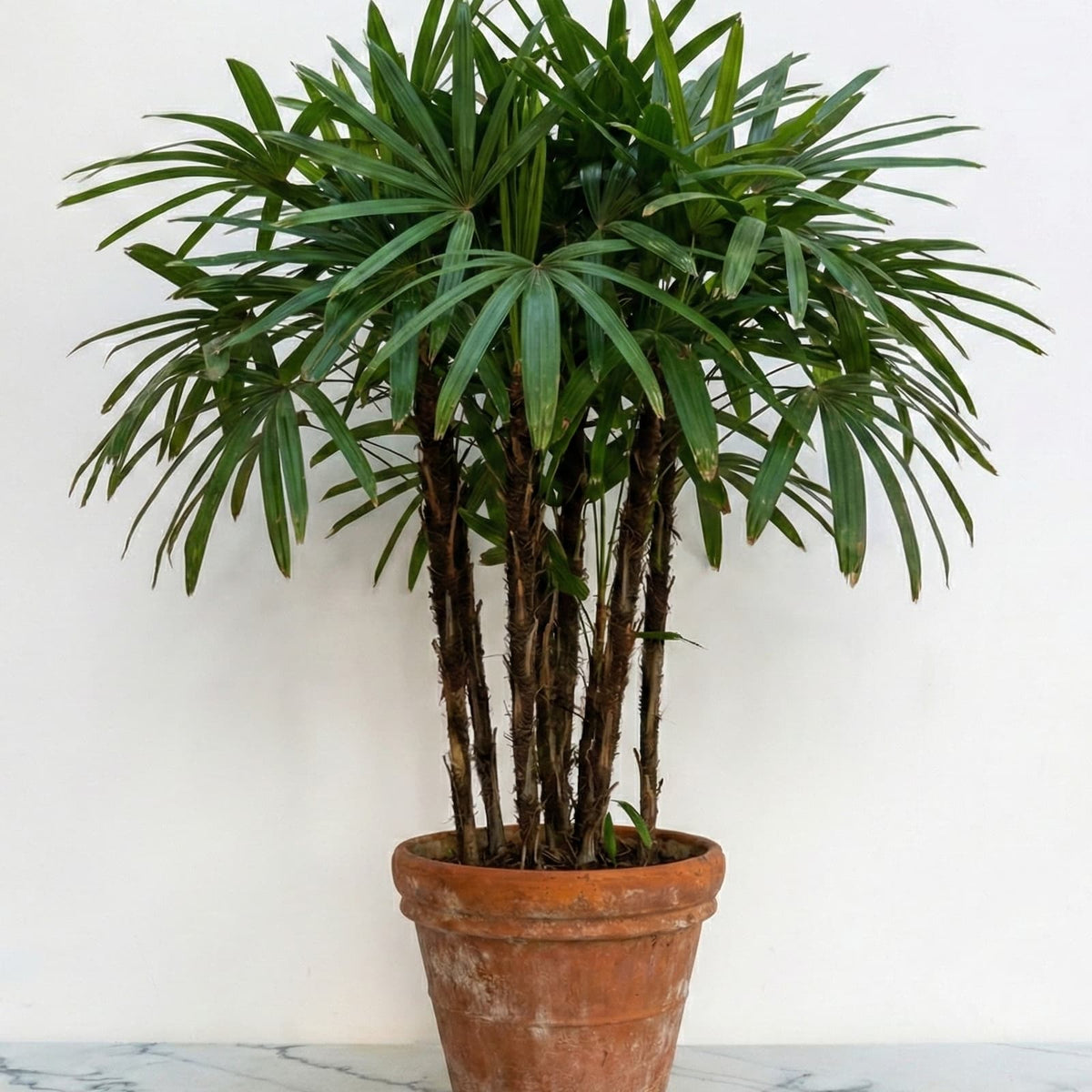 crossword succulent plant Crassula falcata 'Propeller Plant' main image 1