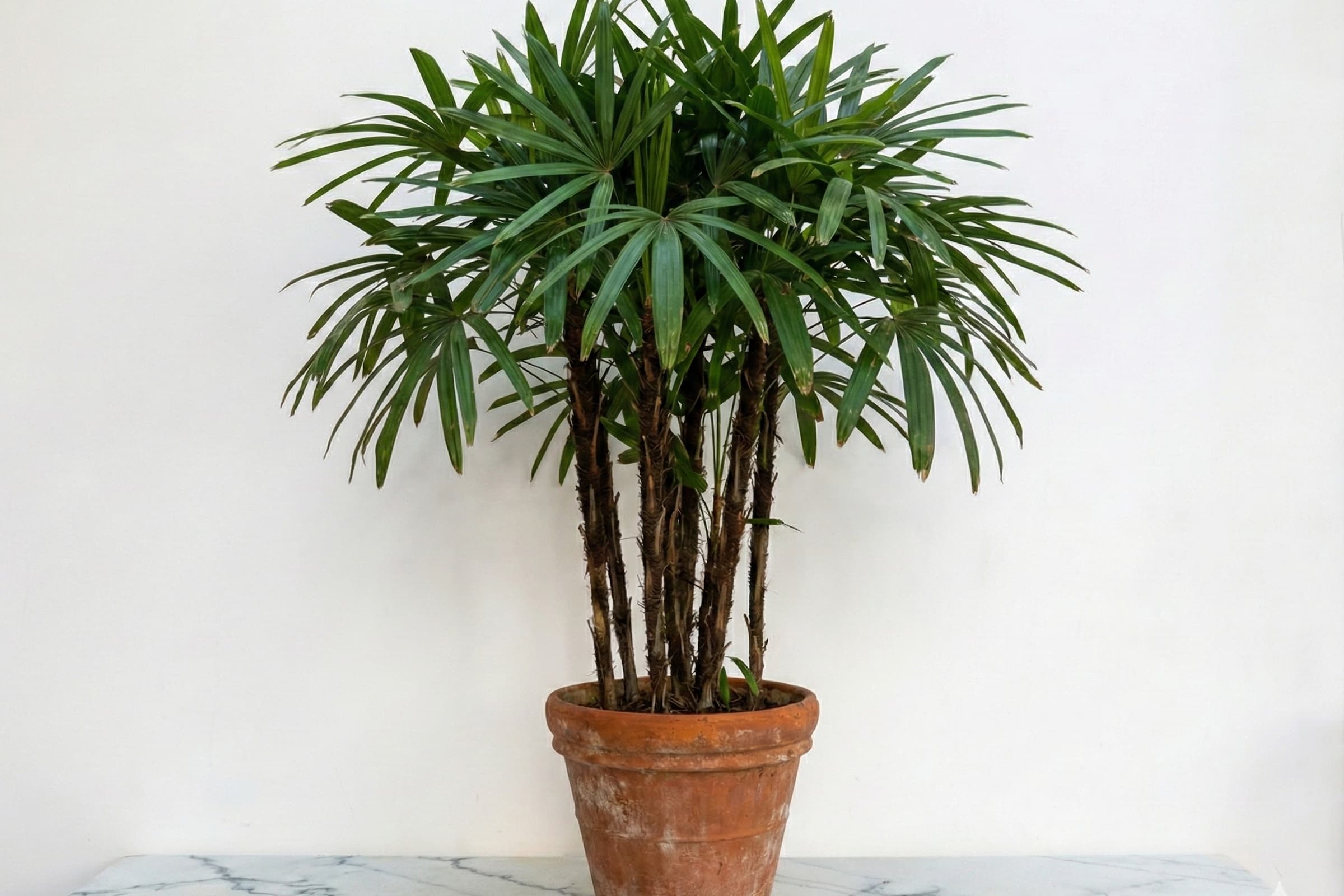 How to Care for Your Rhapis excelsa (Lady Palm)